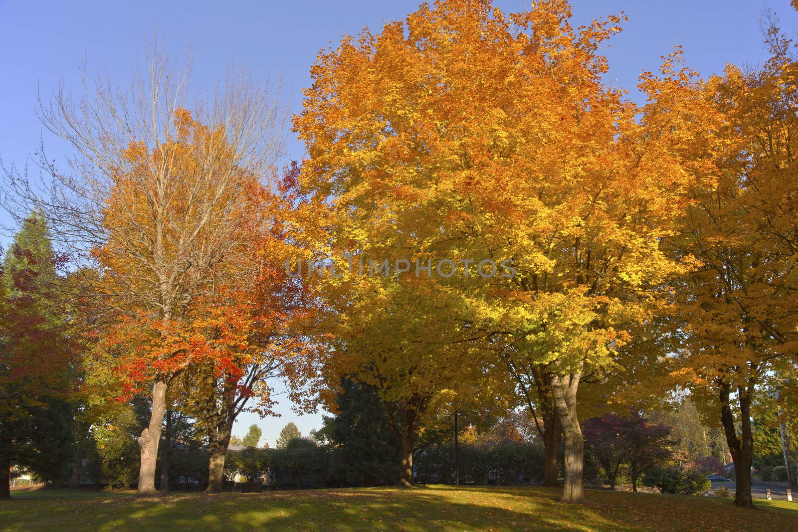 Public park in Autumn colors Gresham OR.