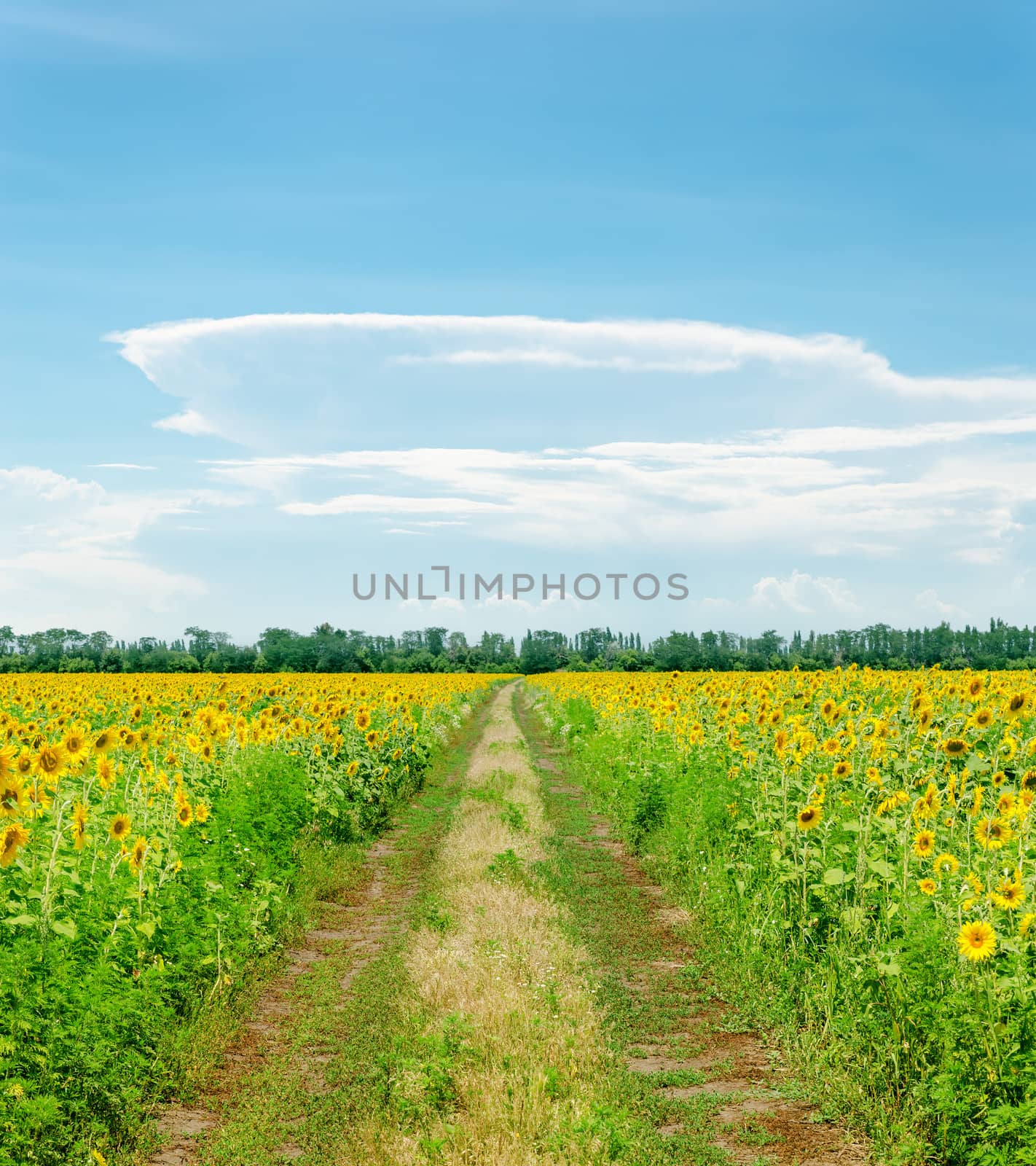 country road in field with sunflowers