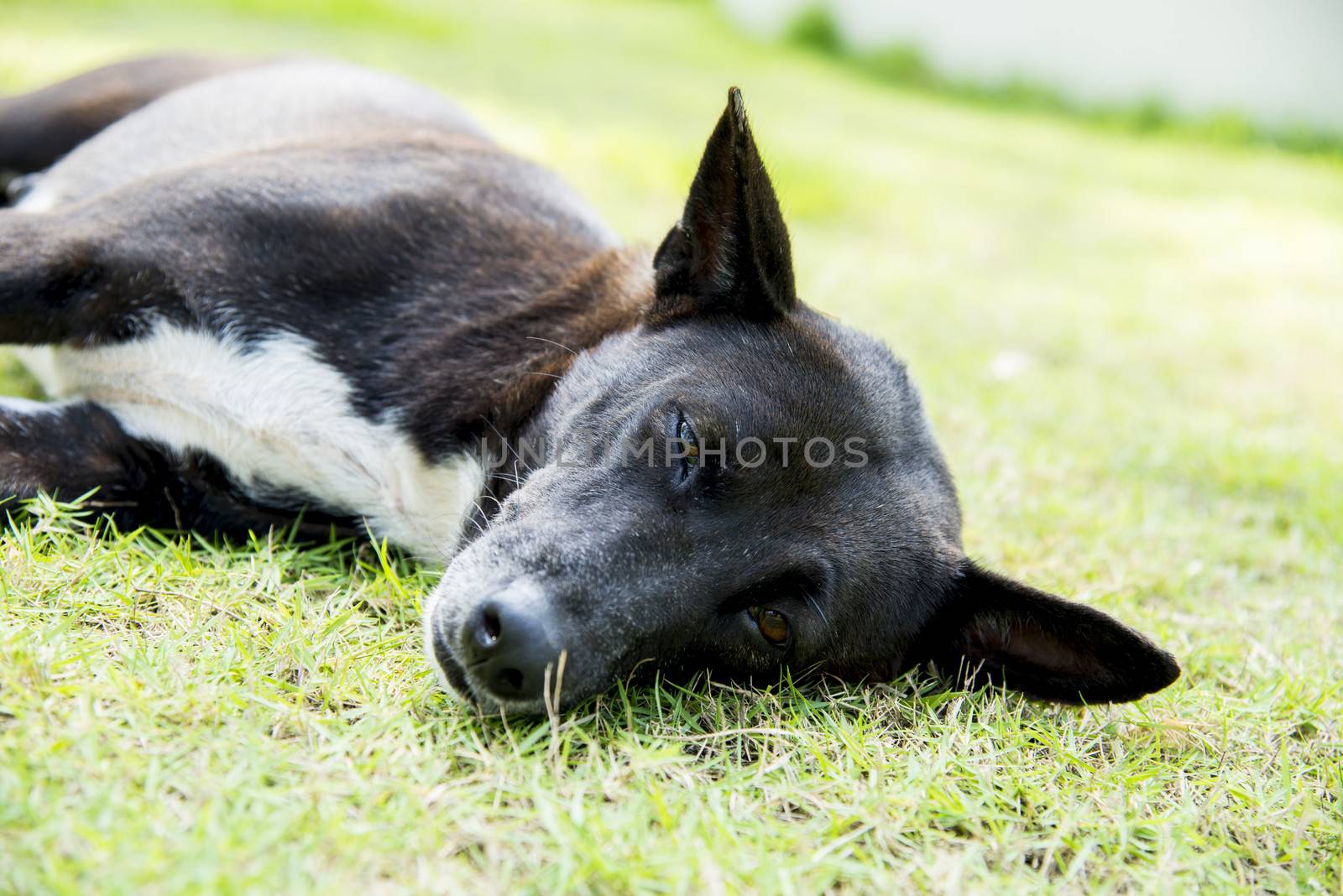 A black dog sleep on green grass1 by gjeerawut