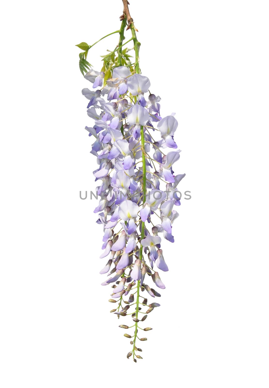 Chinese wisteria (Wisteria sinensis) by rbiedermann