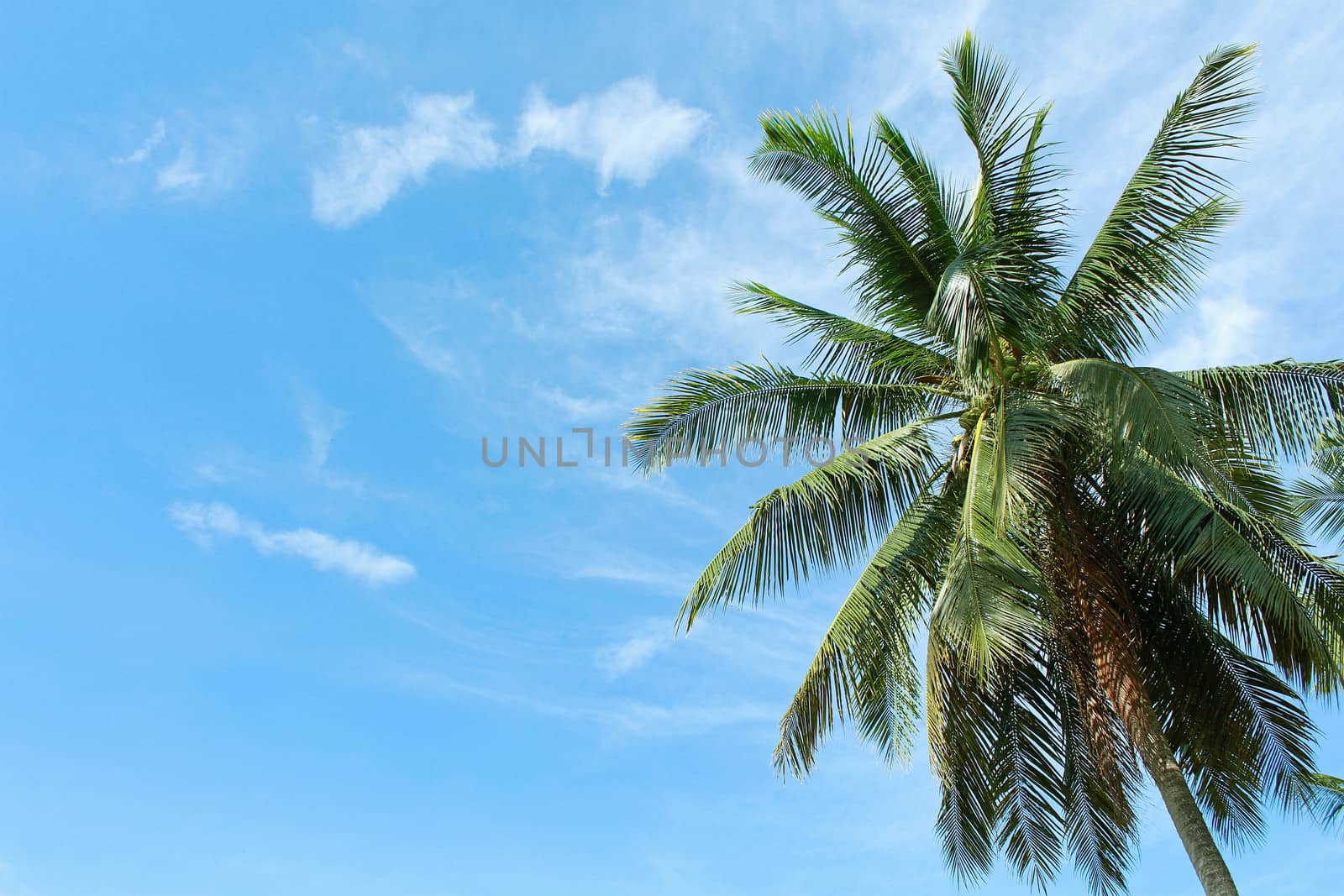 Green palm tree on blue sky background