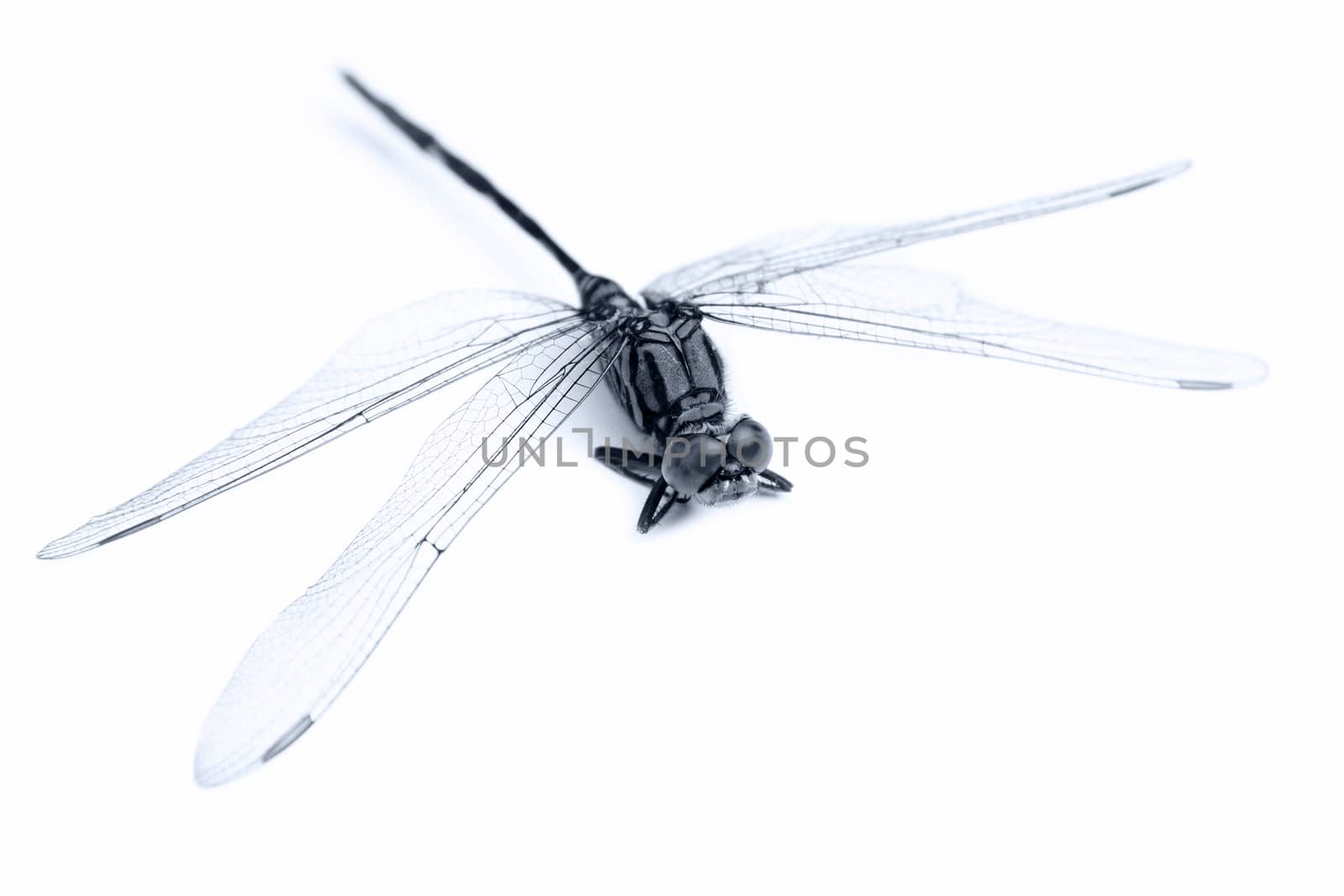 Dragonfly macro on white
