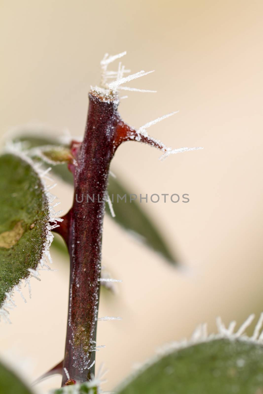 hoarfrosted rose thorn