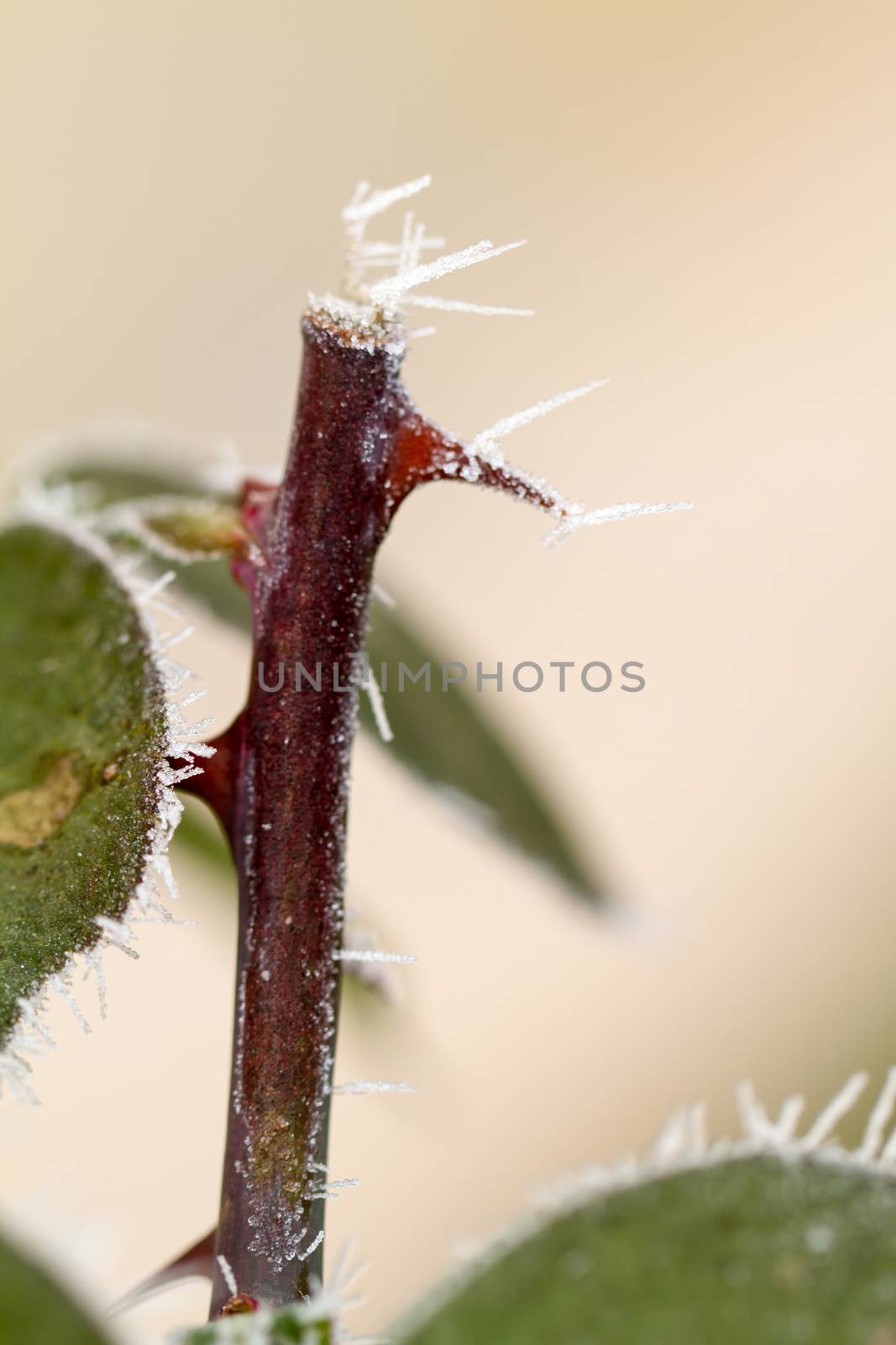 rime on rose thorn by NagyDodo