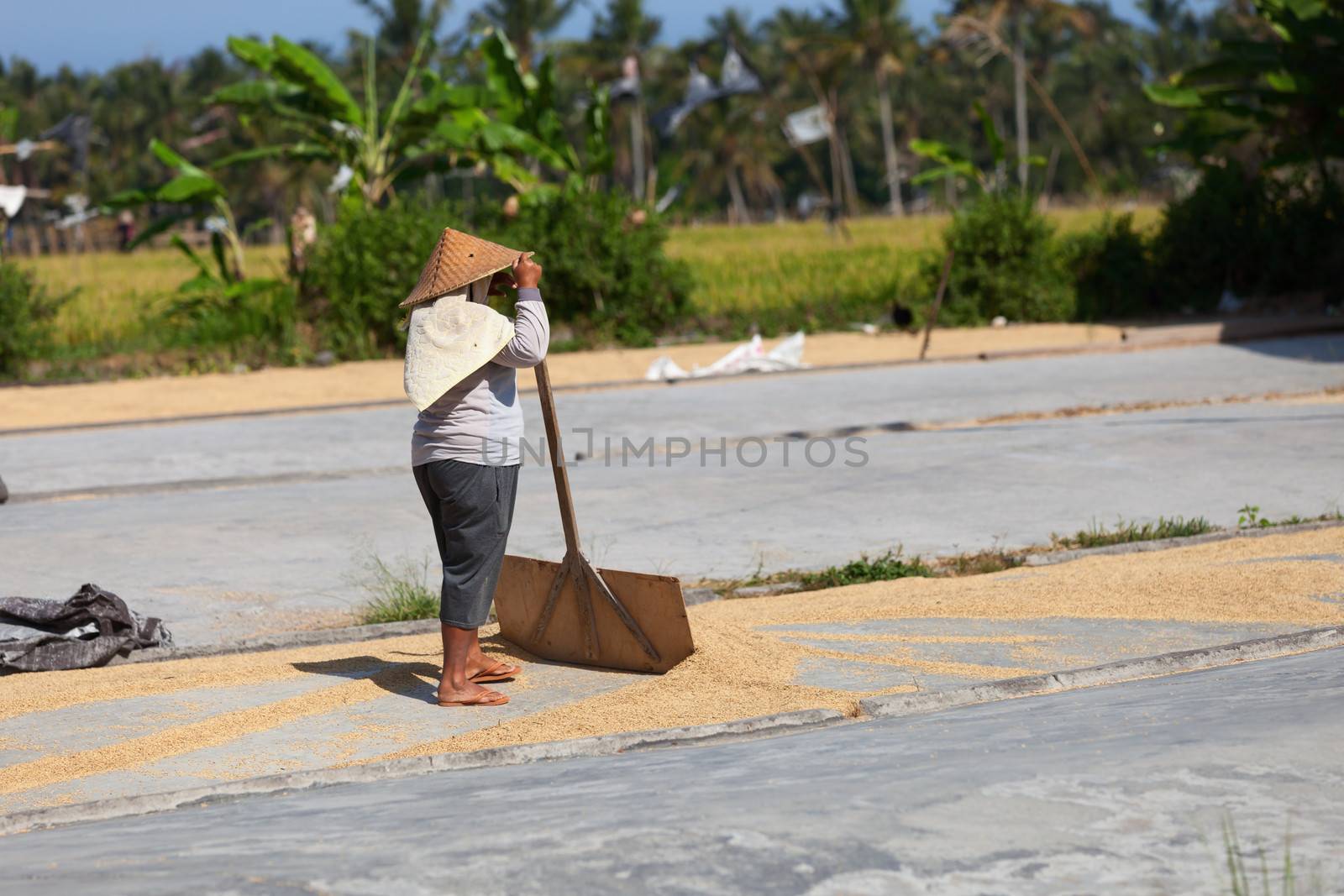 Rise grains drying, Bali, Indonesia by iryna_rasko