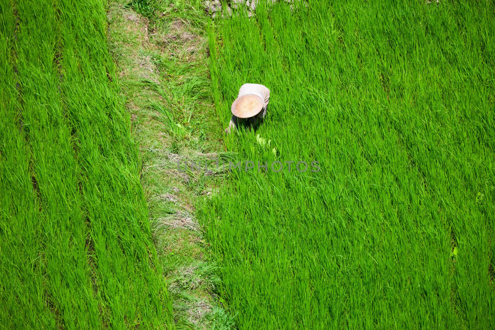 Worker in a traditional hat in green rice field, Bali, Indonesia