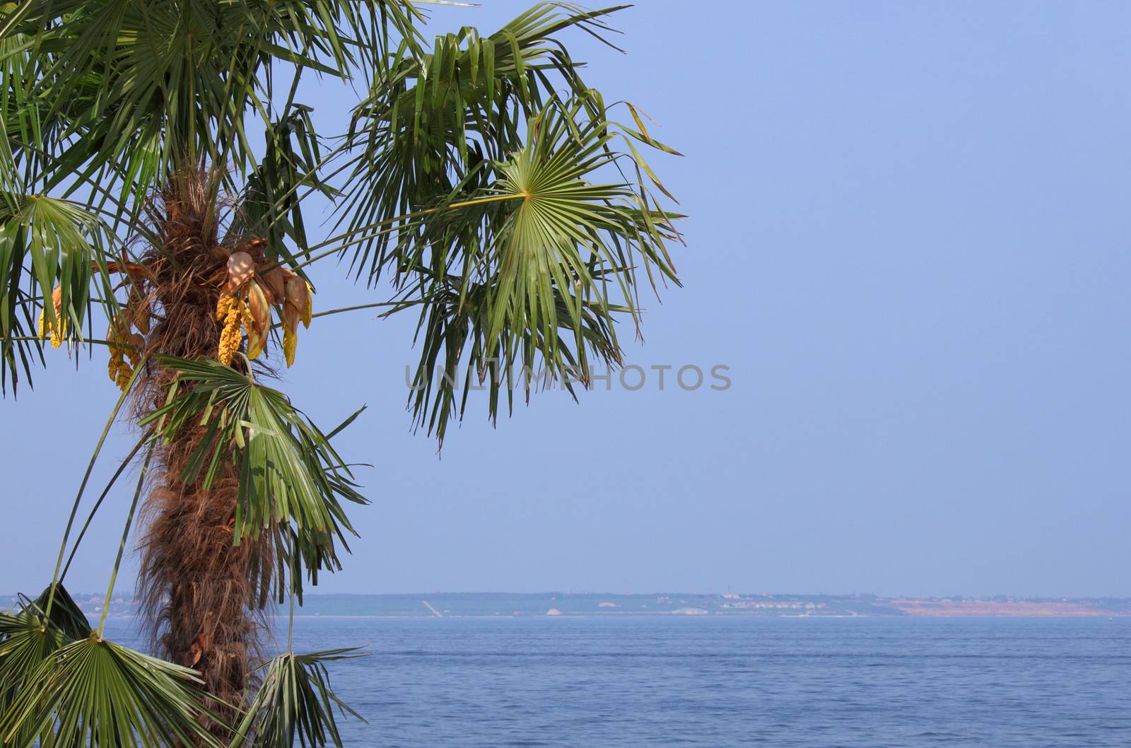 close up of palm tree at seaside