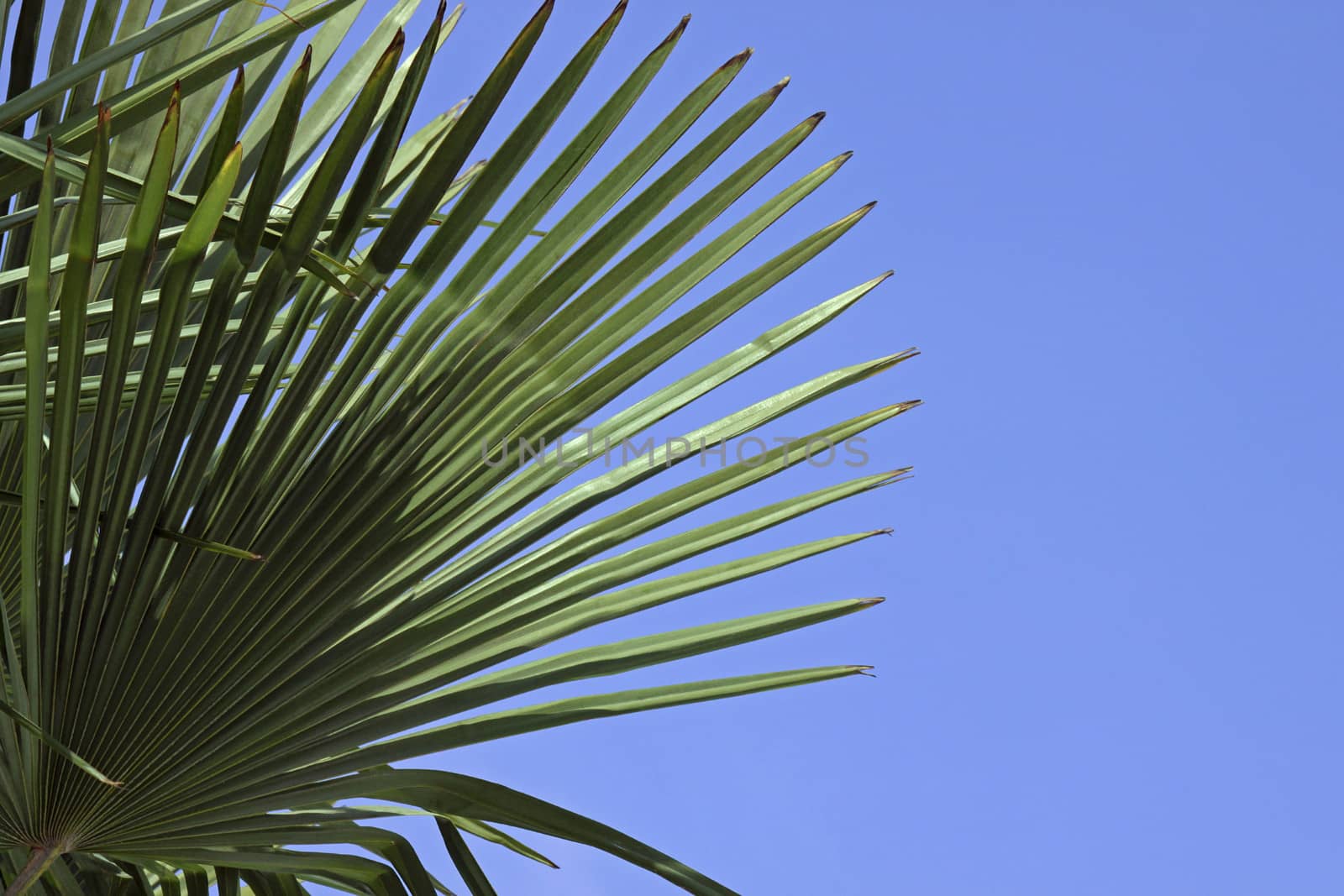 leaves of palm tree by romantiche