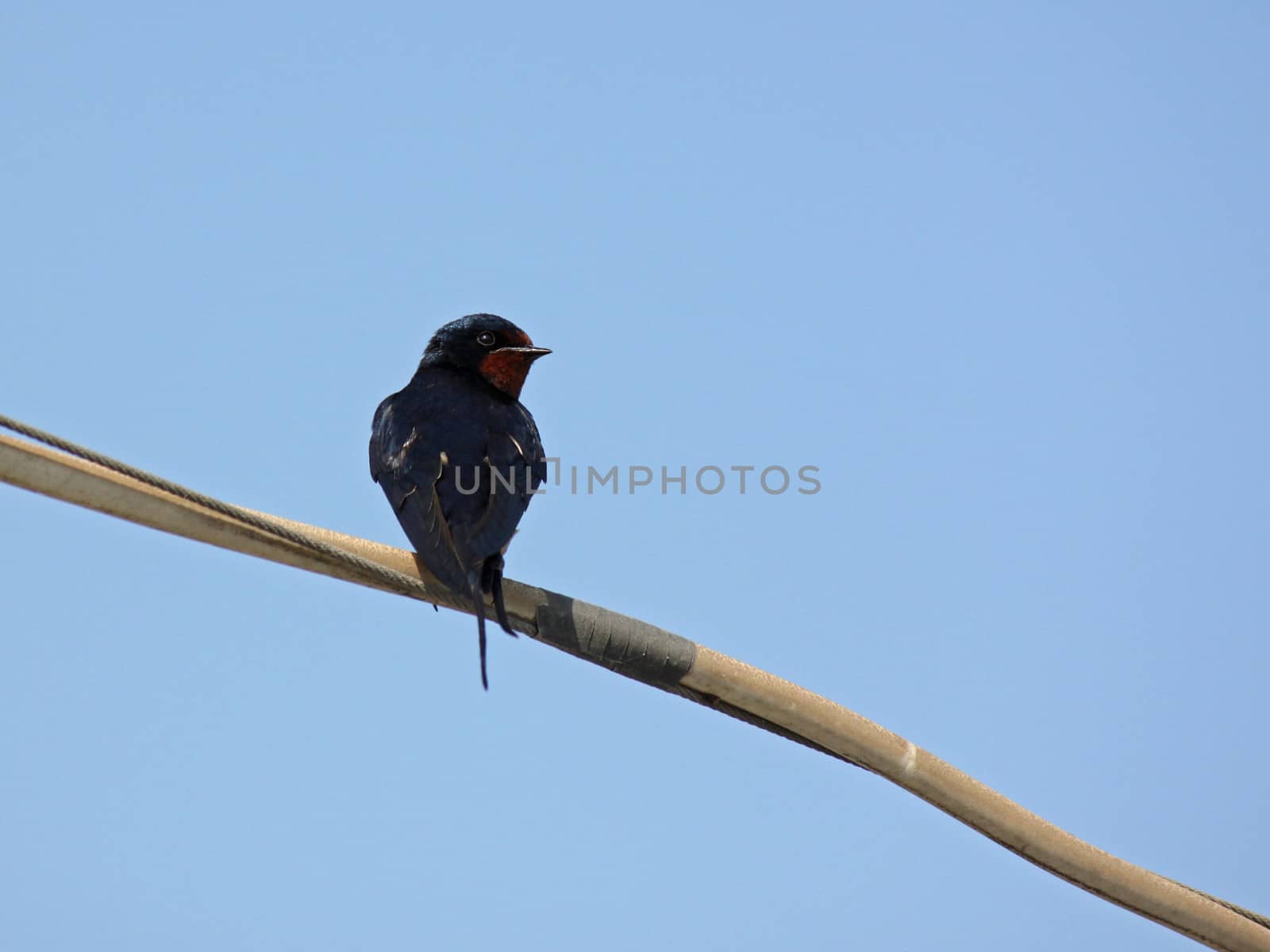 Barn Swallow sitting on cable over blue sky