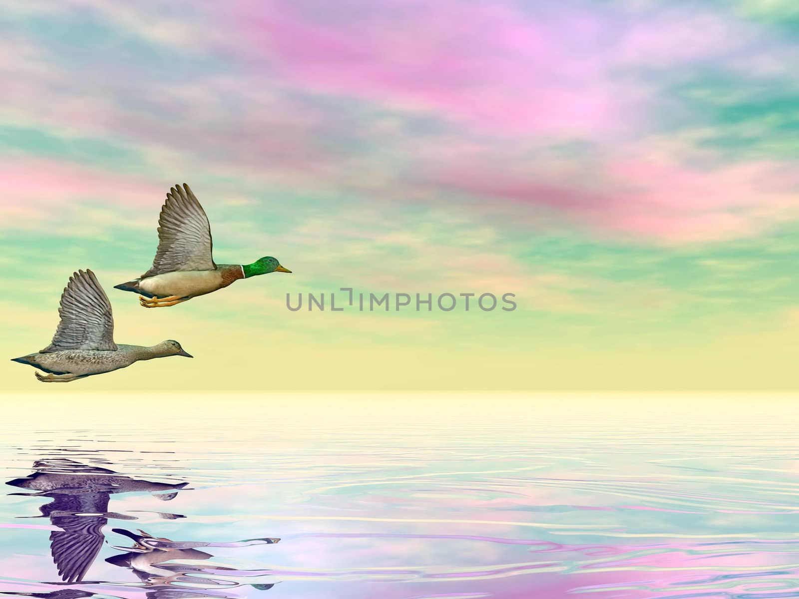 Male and female couple of mallard ducks flying upon water by cloudy sunset