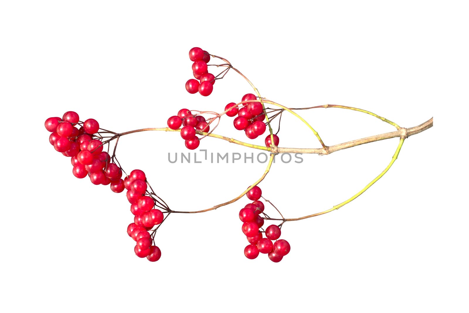 Viburnum berries branch on a white background