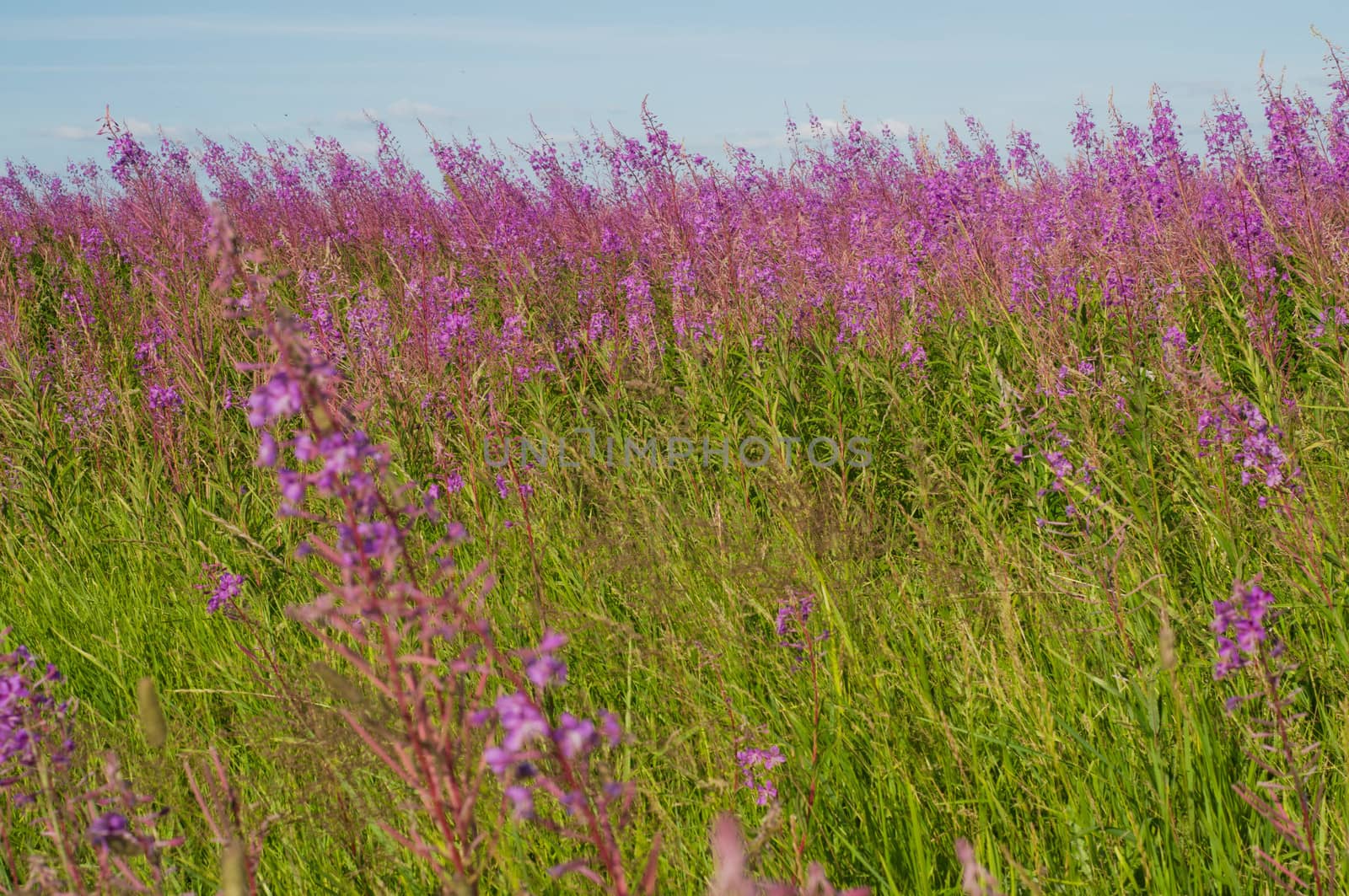 Shot of beautiful pink flowers in field, summer landscape