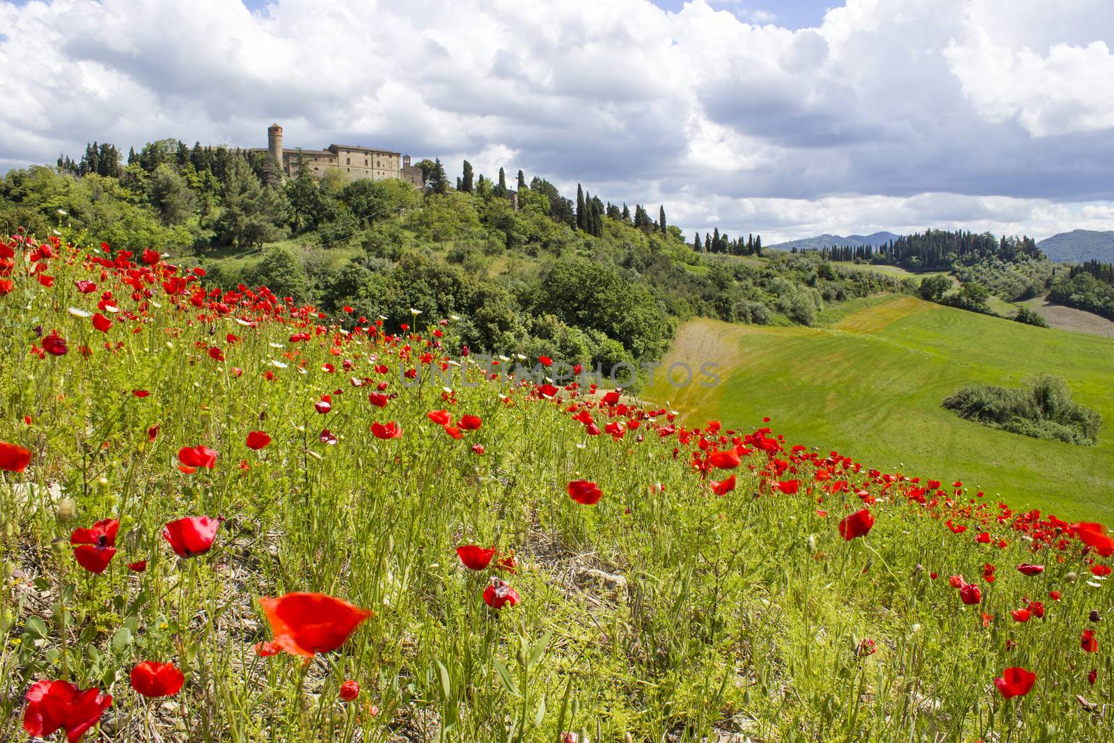 spring in Tuscany, landscape with poppies