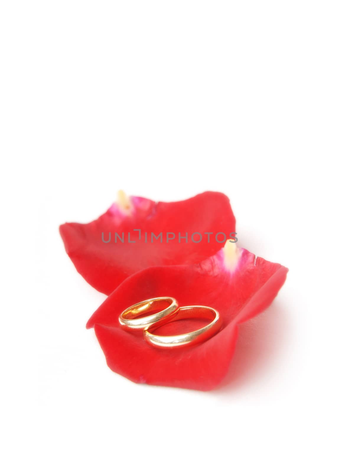 Close-up photo of the wedding rings on the rose petals