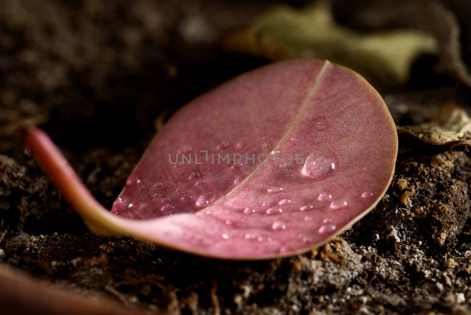 Fallen dead leaf with rain or dew drops