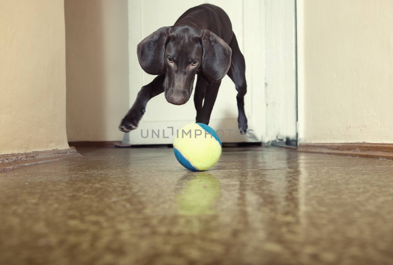 Young dog playing indoors with colorful tennis ball. Natural light and colors