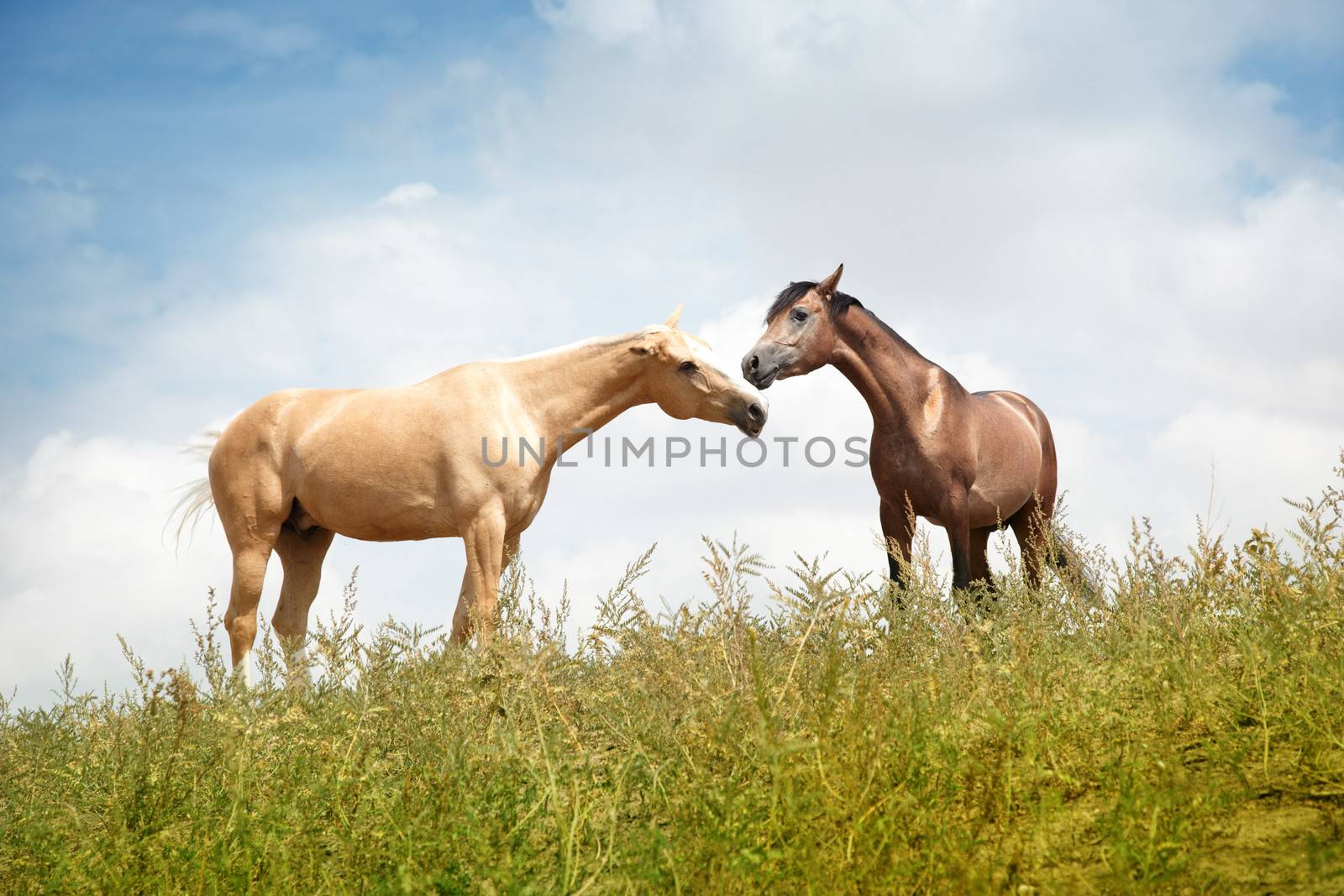 Two horses outdoors. Natural light and colors. Kazakhstan