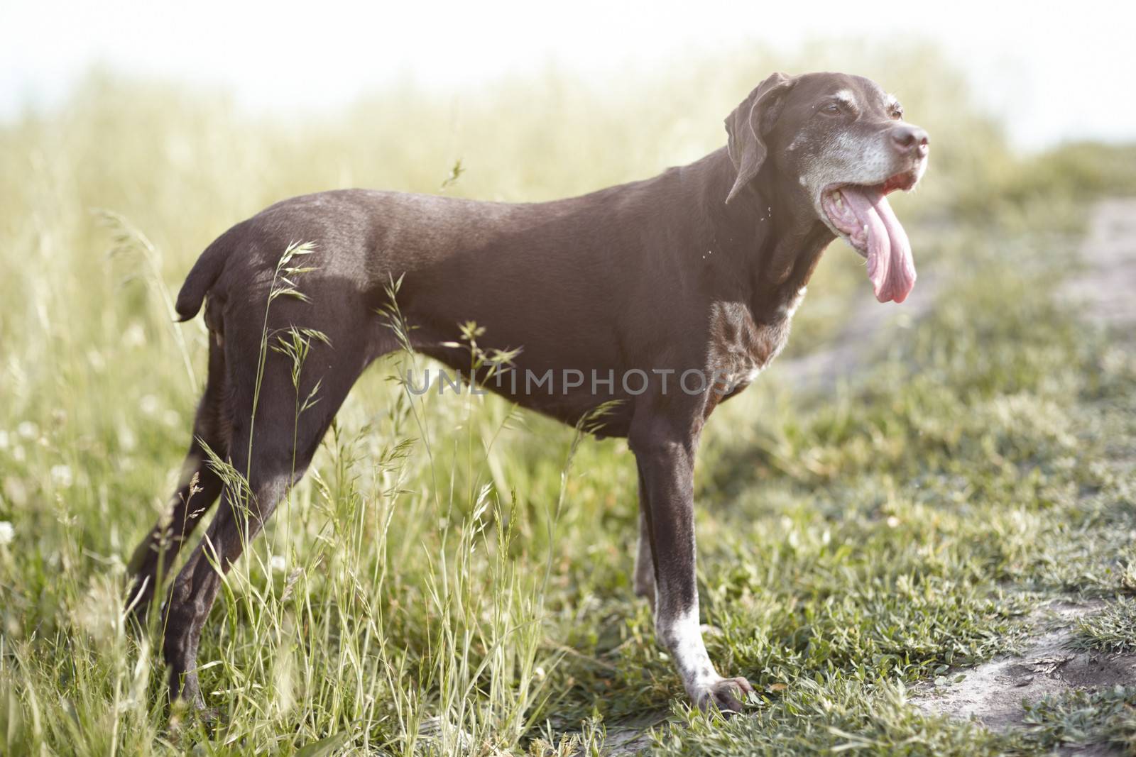 Kurzhaar dog standing outdoors. Natural light and colors