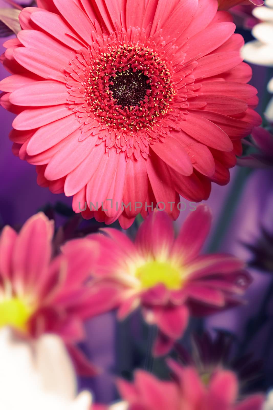 Close-up photo of the red chrysanthemum in the garden. Natural light and colors