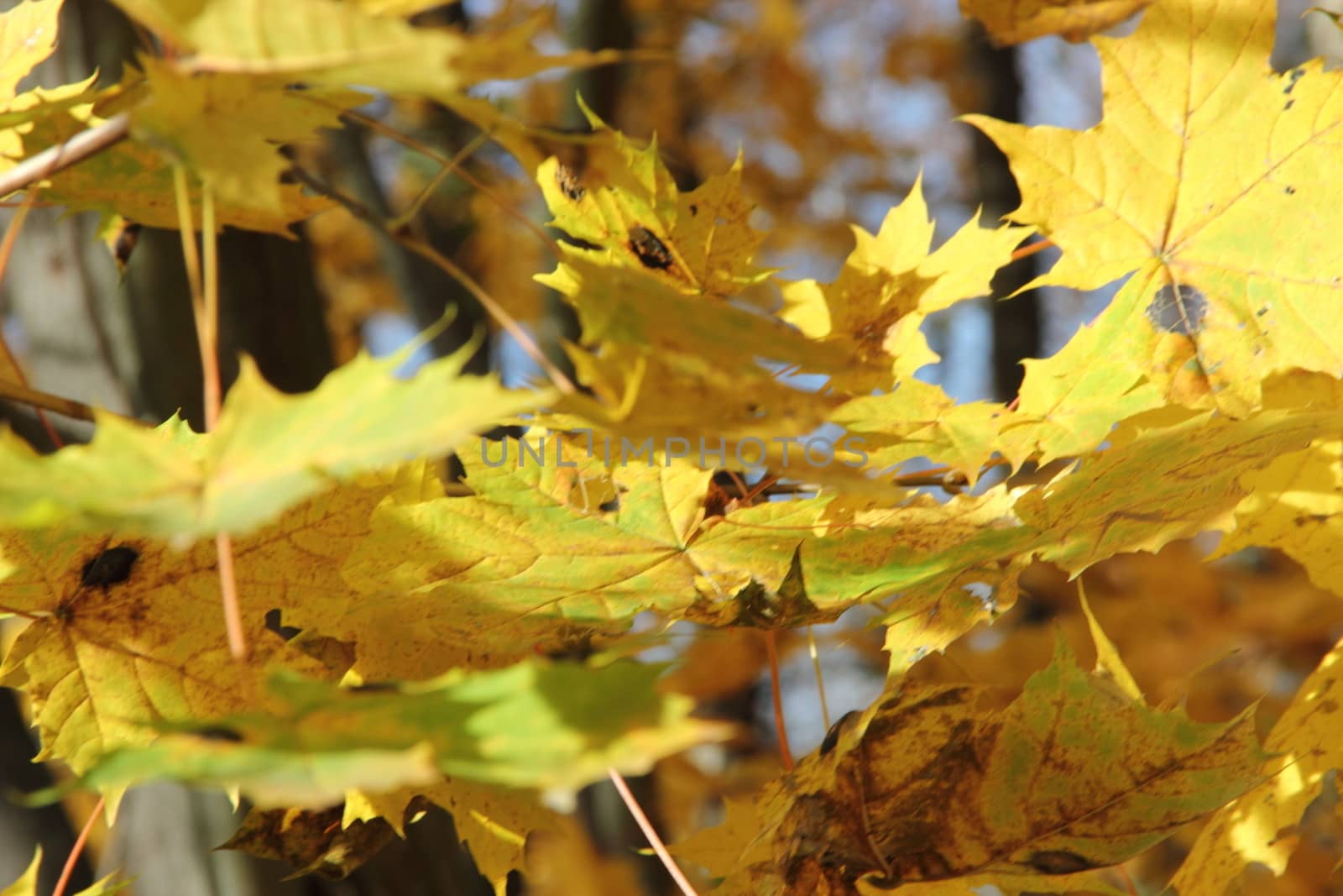 yellow maple leaves on the branches weigh. game focus