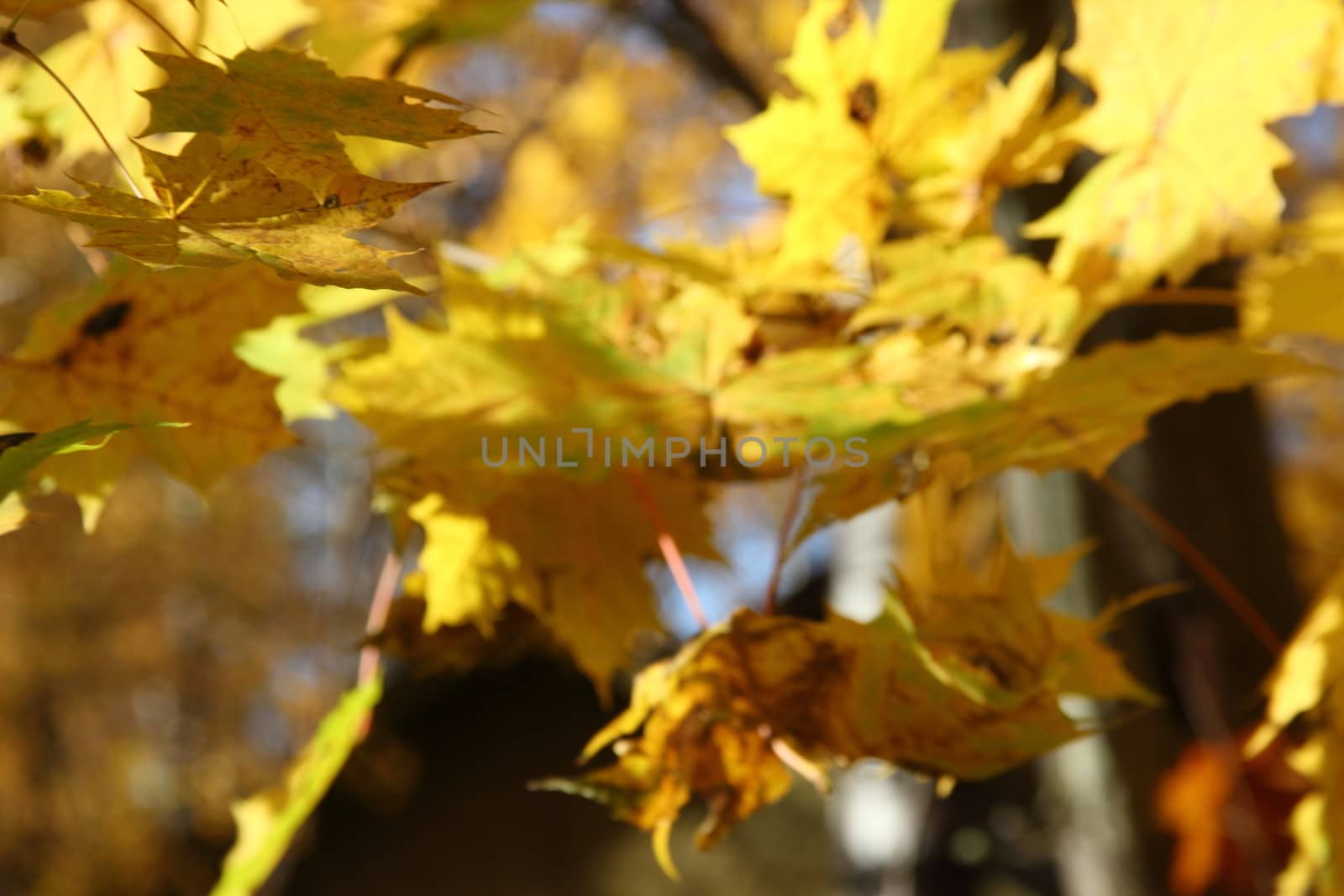 yellow maple leaves on the branches weigh. game focus