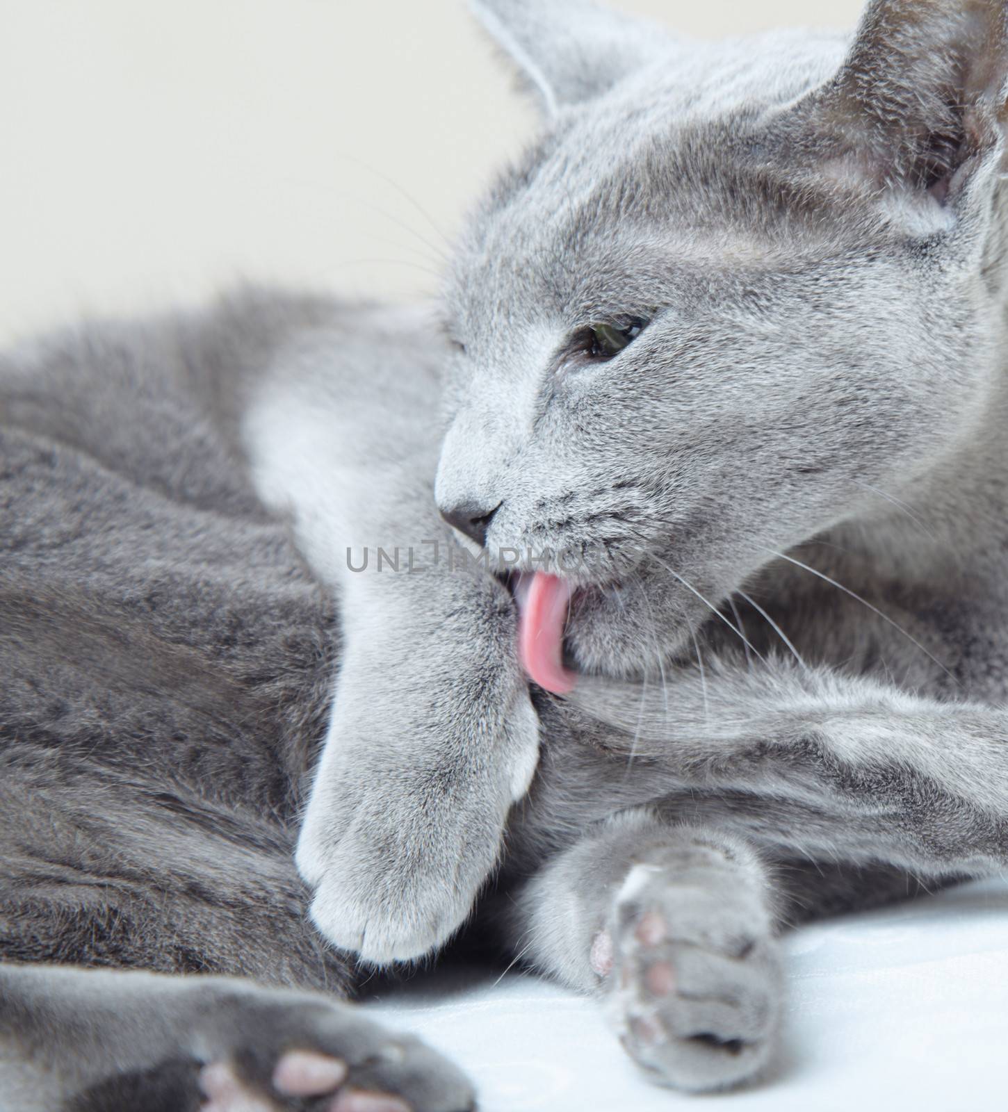 Russian blue cat laying and cleaning fur