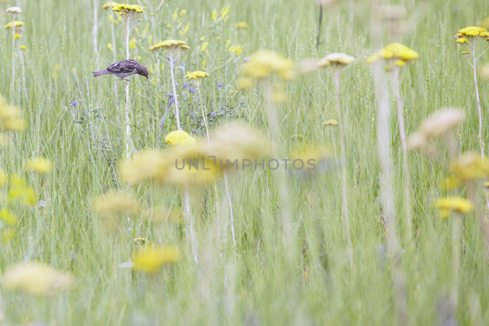 Small sparrow in the field sits on the flower