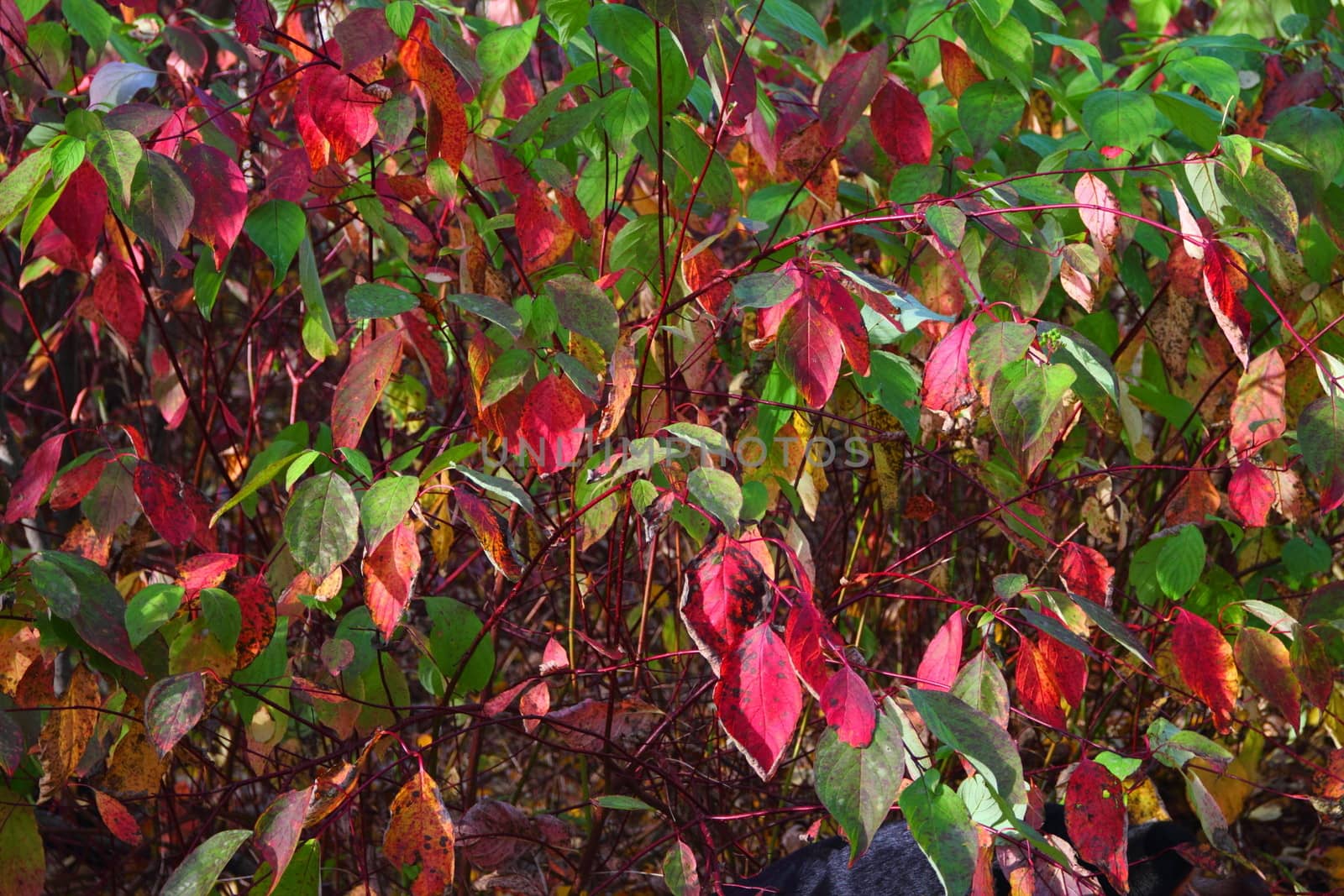 Autumn red leaves on the branches. beautiful background