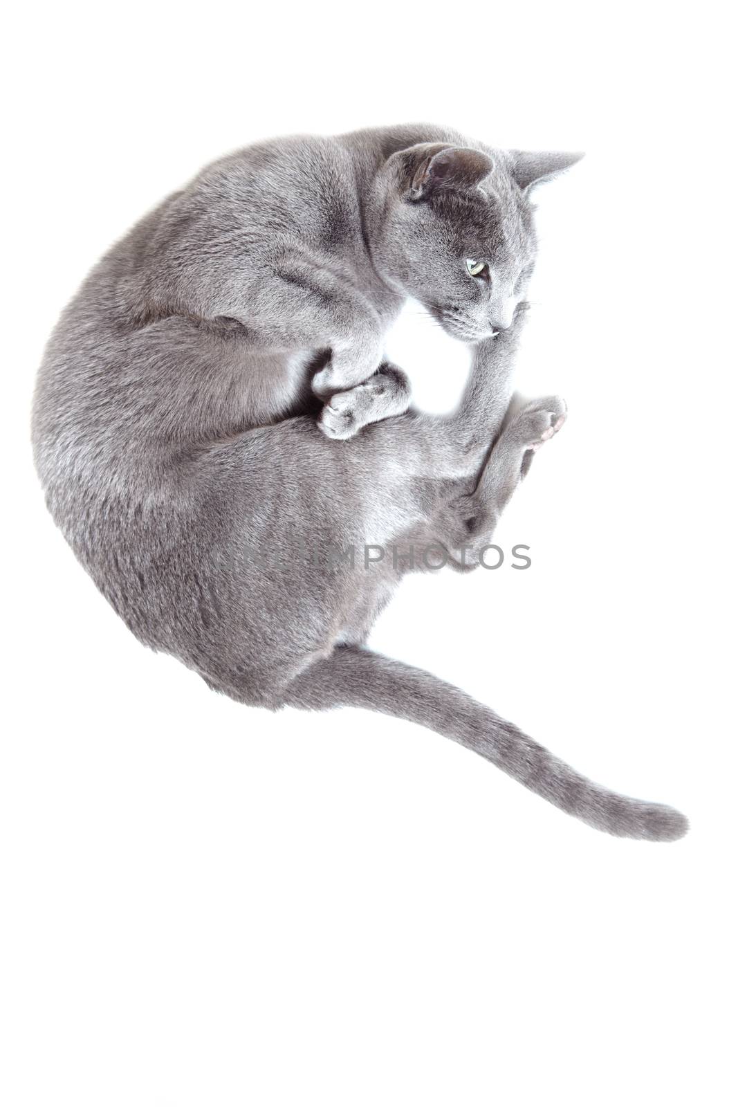 Gray cat laying on a white background