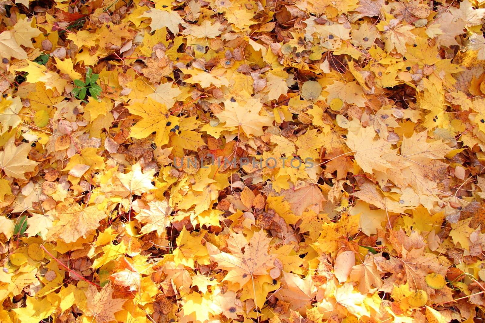 Yellow autumn leaves lying on the ground by Metanna