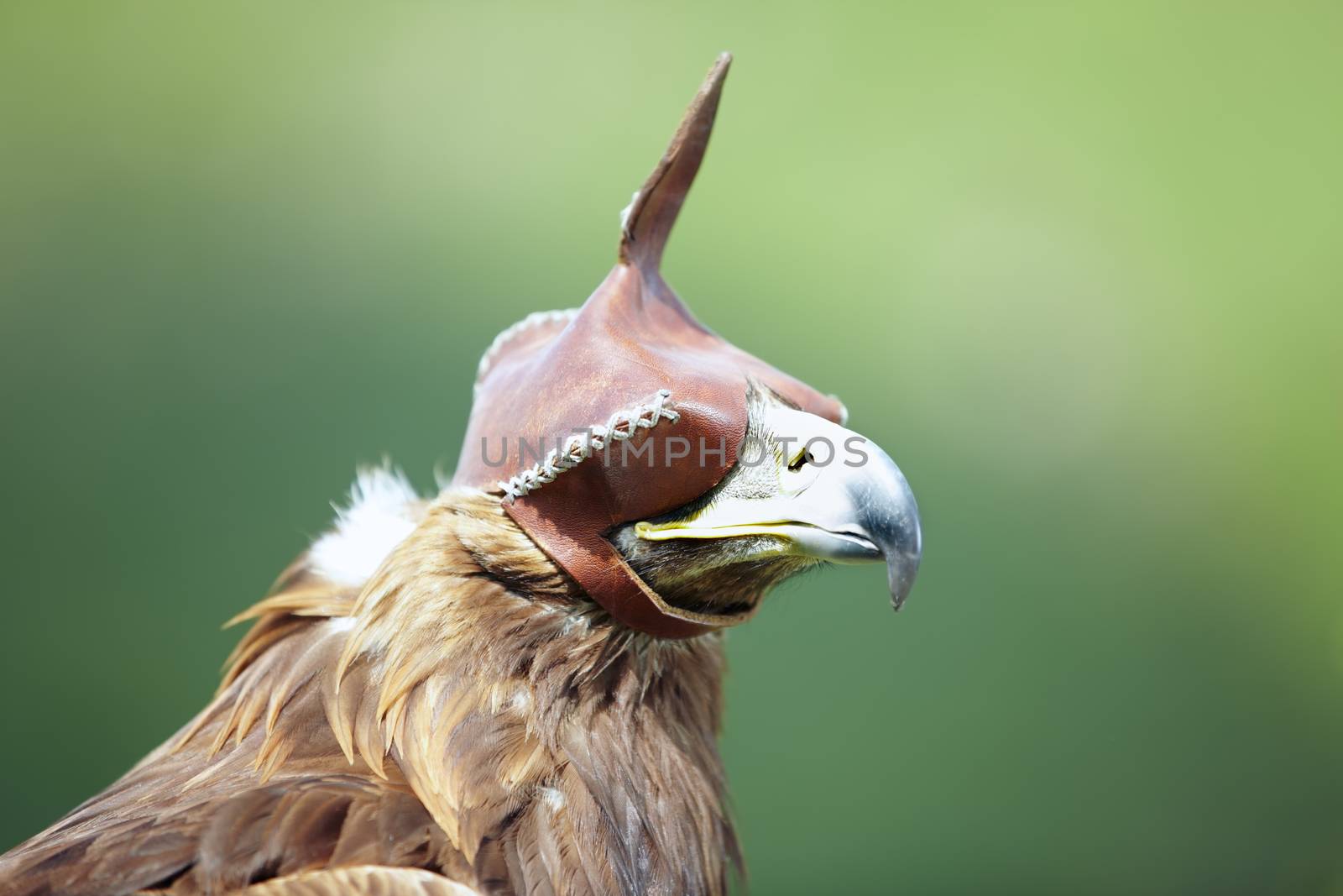 Hunting falcon with leather hood