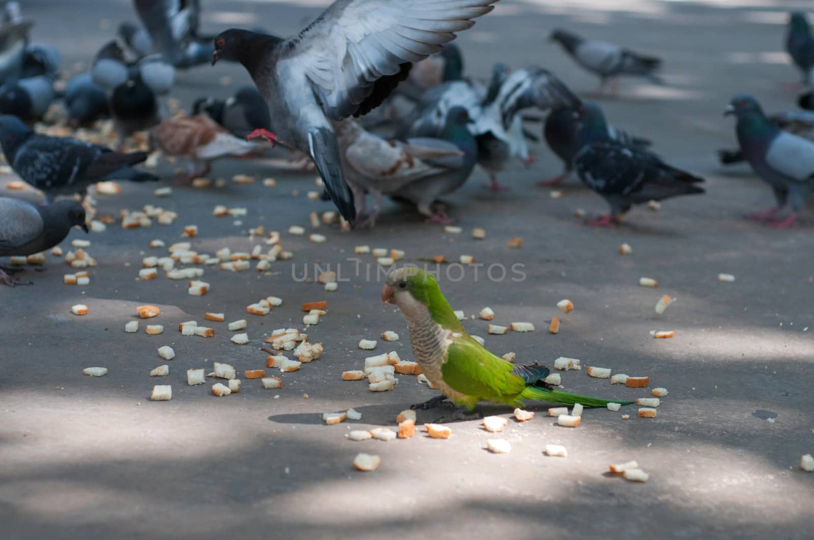 Shot of eating pigeons and green parrot