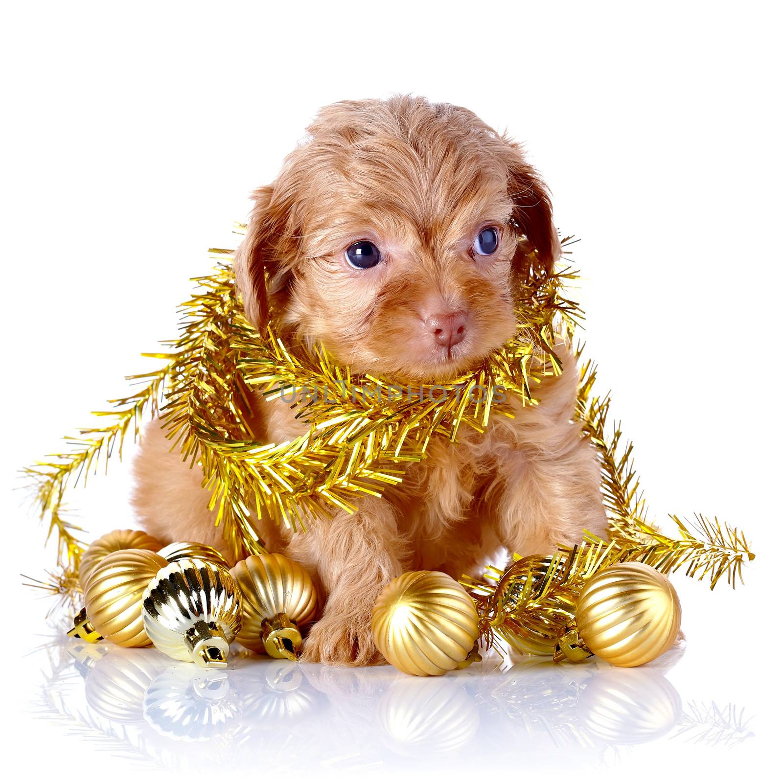 Puppy in a wattled basket with New Year's balls. Puppy of a decorative doggie. Decorative dog. Puppy of the Petersburg orchid on a white background