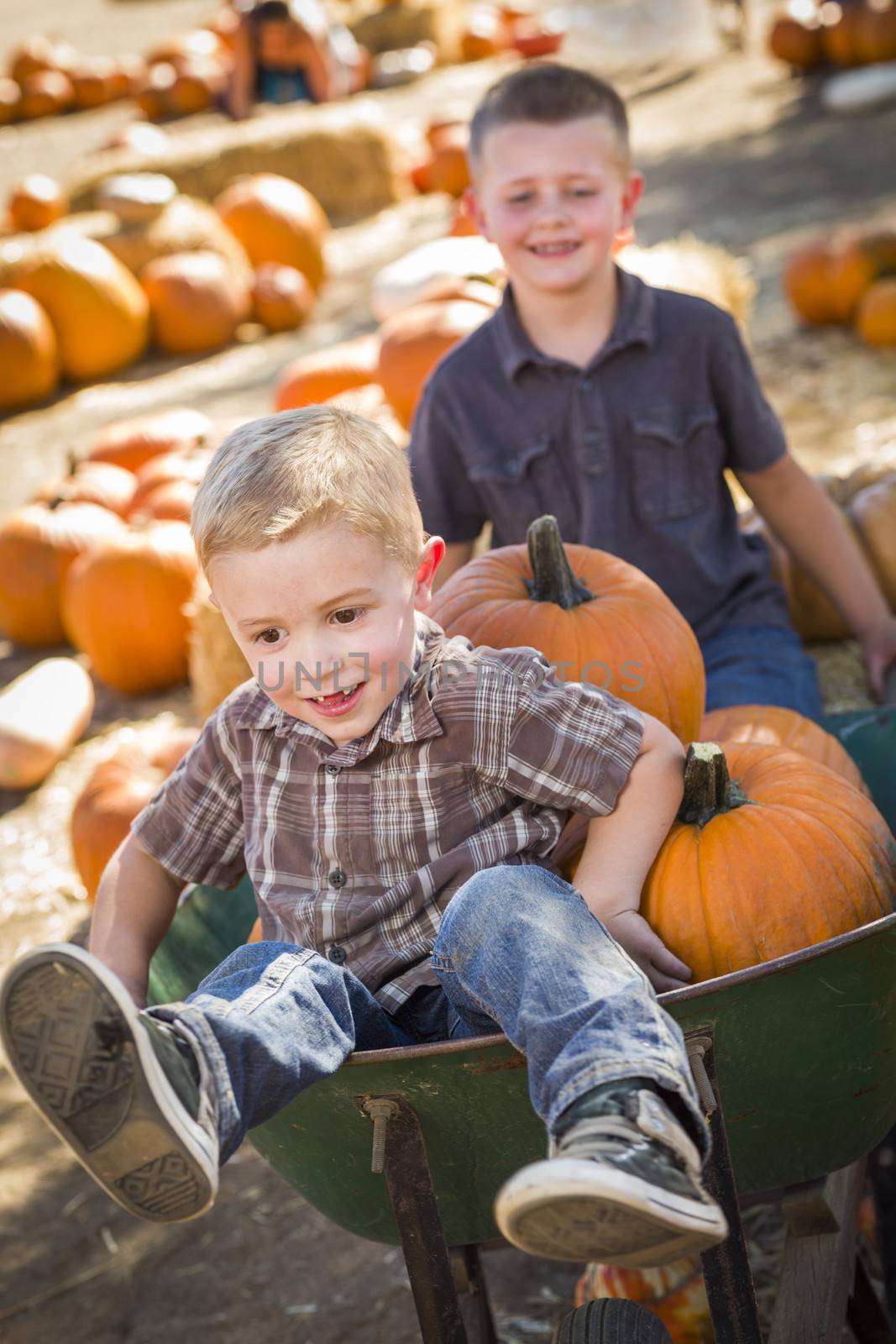 Two Little Boys Playing in Wheelbarrow at the Pumpkin Patch in a Rustic Country Setting.