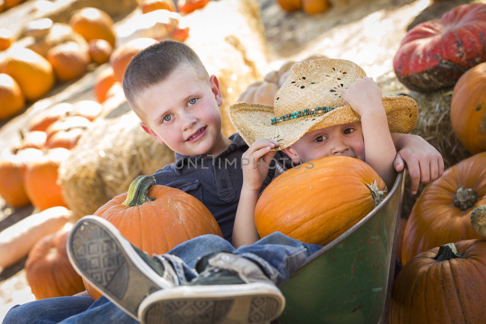 Two Little Boys Playing in Wheelbarrow at the Pumpkin Patch in a Rustic Country Setting.