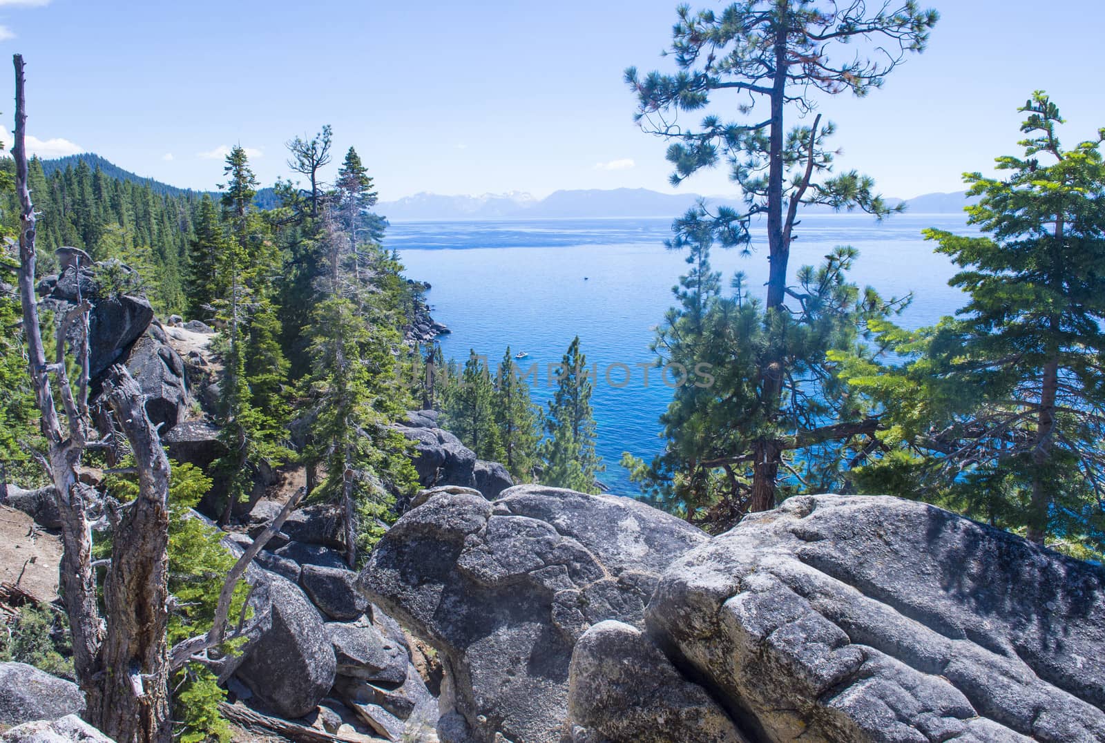 Pine trees in a forest near Lake Tahoe in Northern Nevada