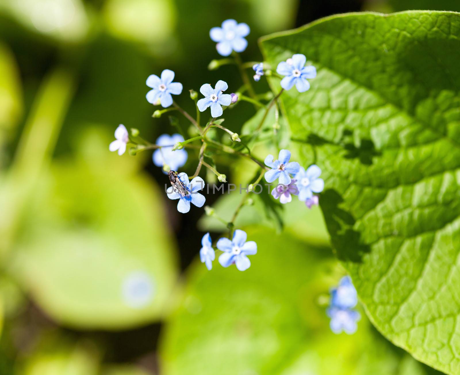 A bunch of forget me nots by sfinks