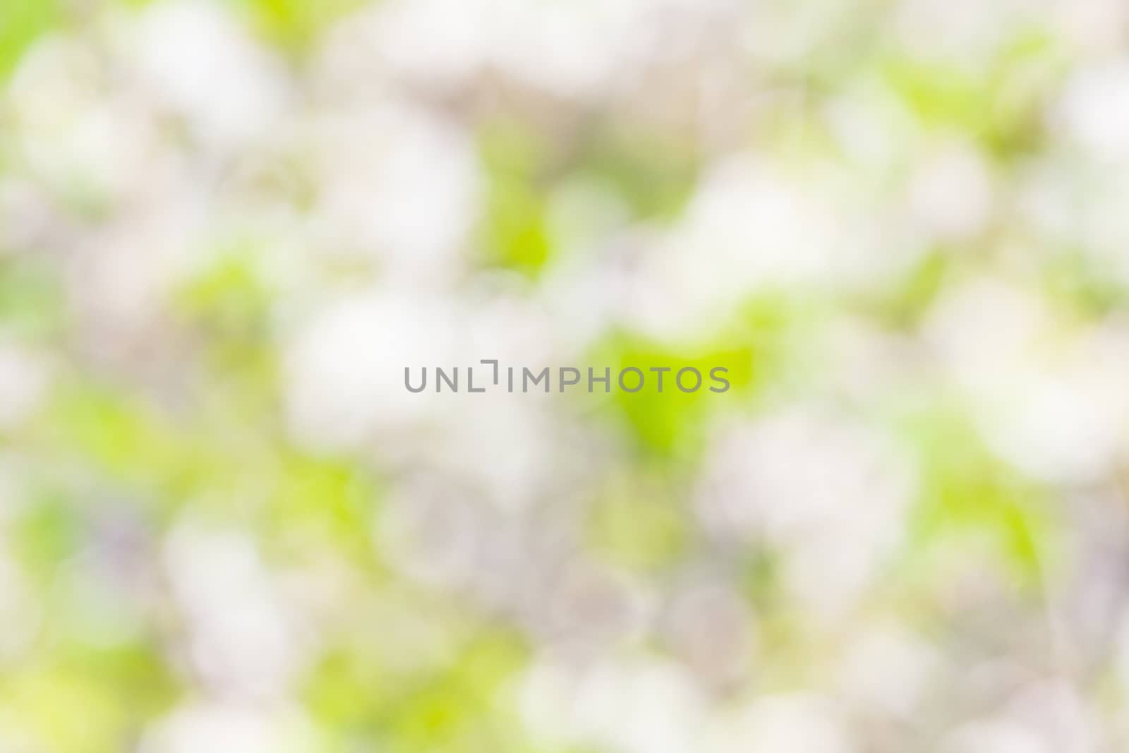 Natural Bokeh,blurred bokeh. by sfinks