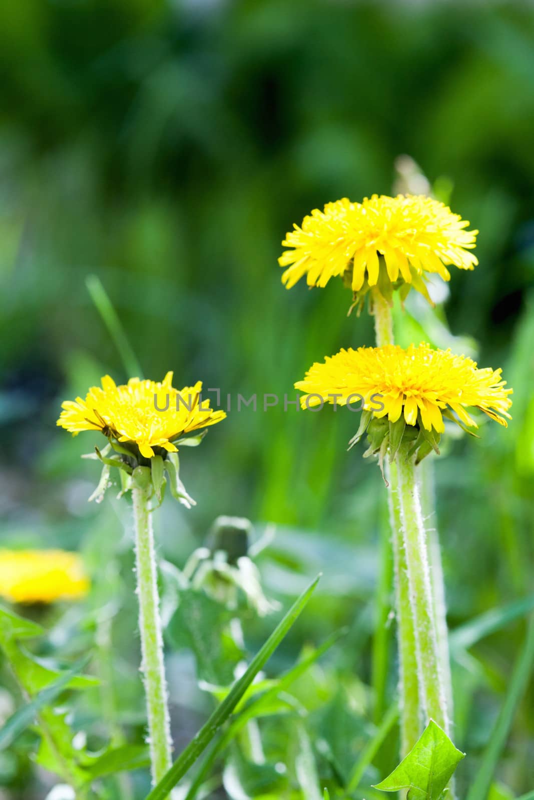 Yellow dandelion flowers with leaves in green grass, spring photo by sfinks