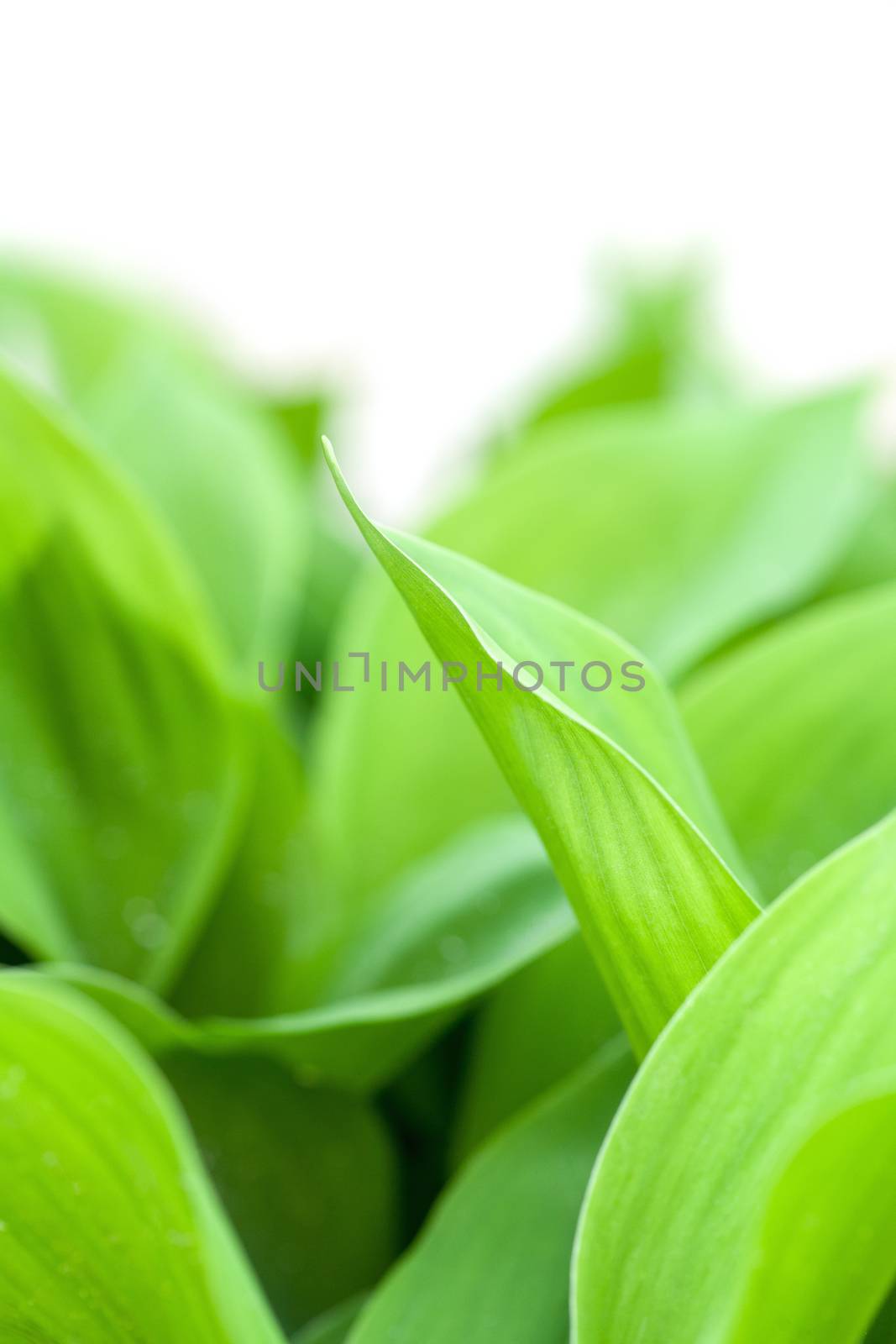leaves of young lily of the valley on white background