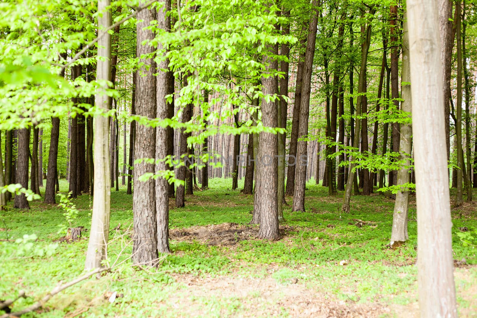forest trees. nature green wood sunlight backgrounds by sfinks