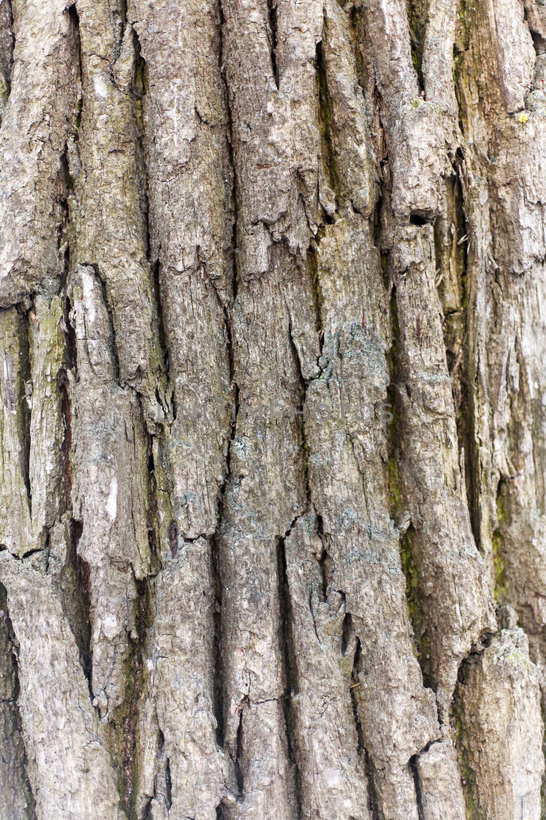 Bark of oak. Seamless Tileable Texture by sfinks