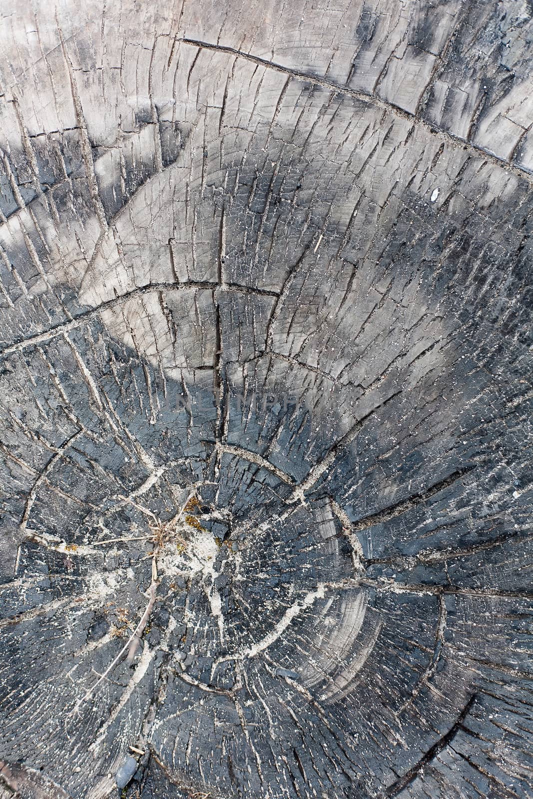 Natural Weathered Grey Tree Stump Cut Texture