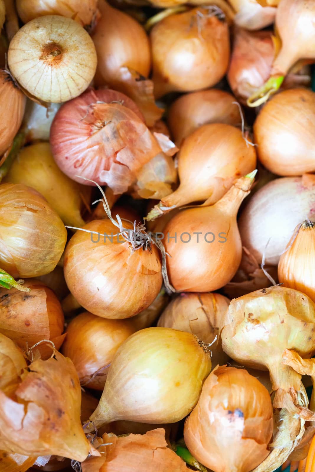 Yellow onions crop. Close up by sfinks