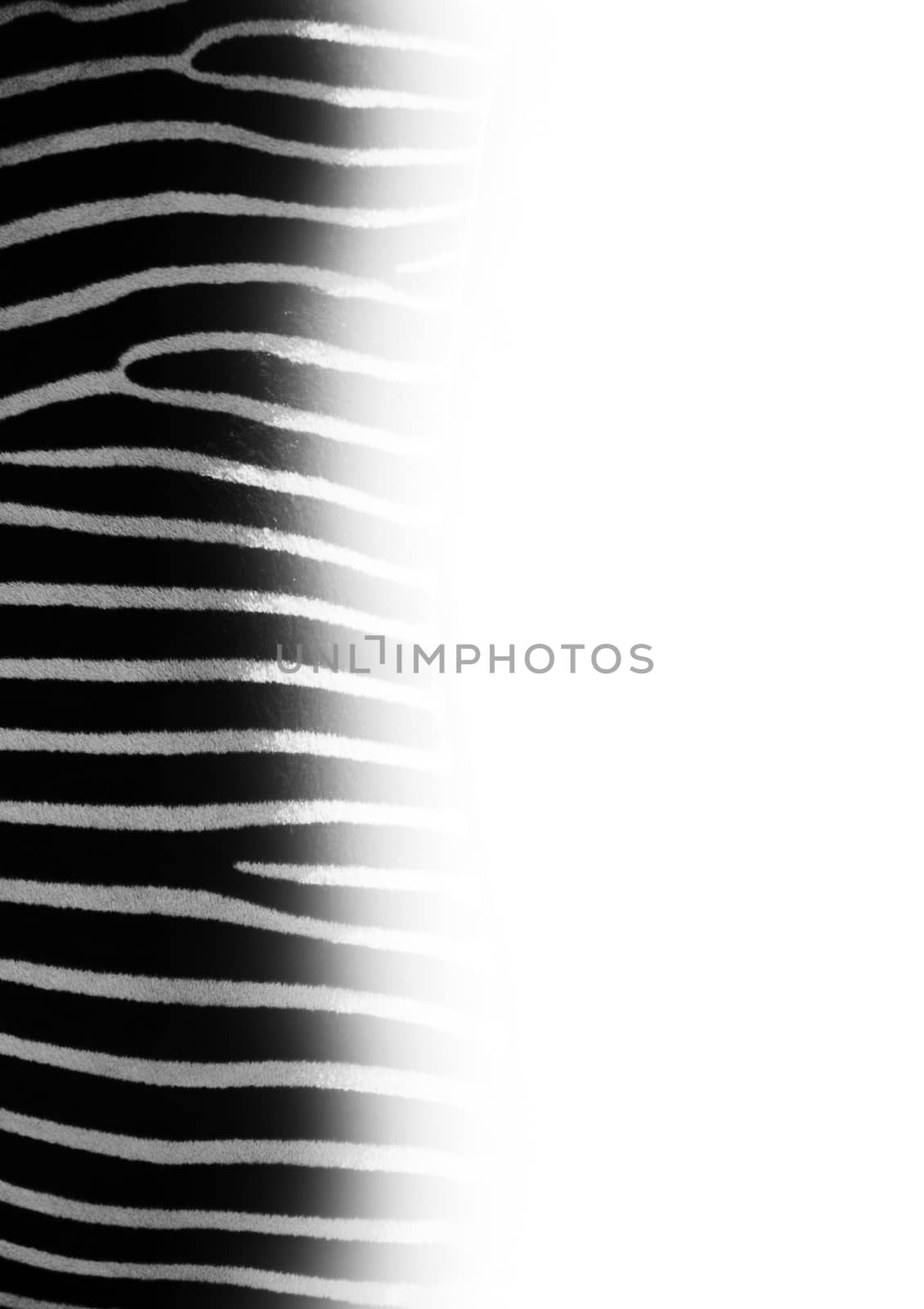 zebra frame by sarkao