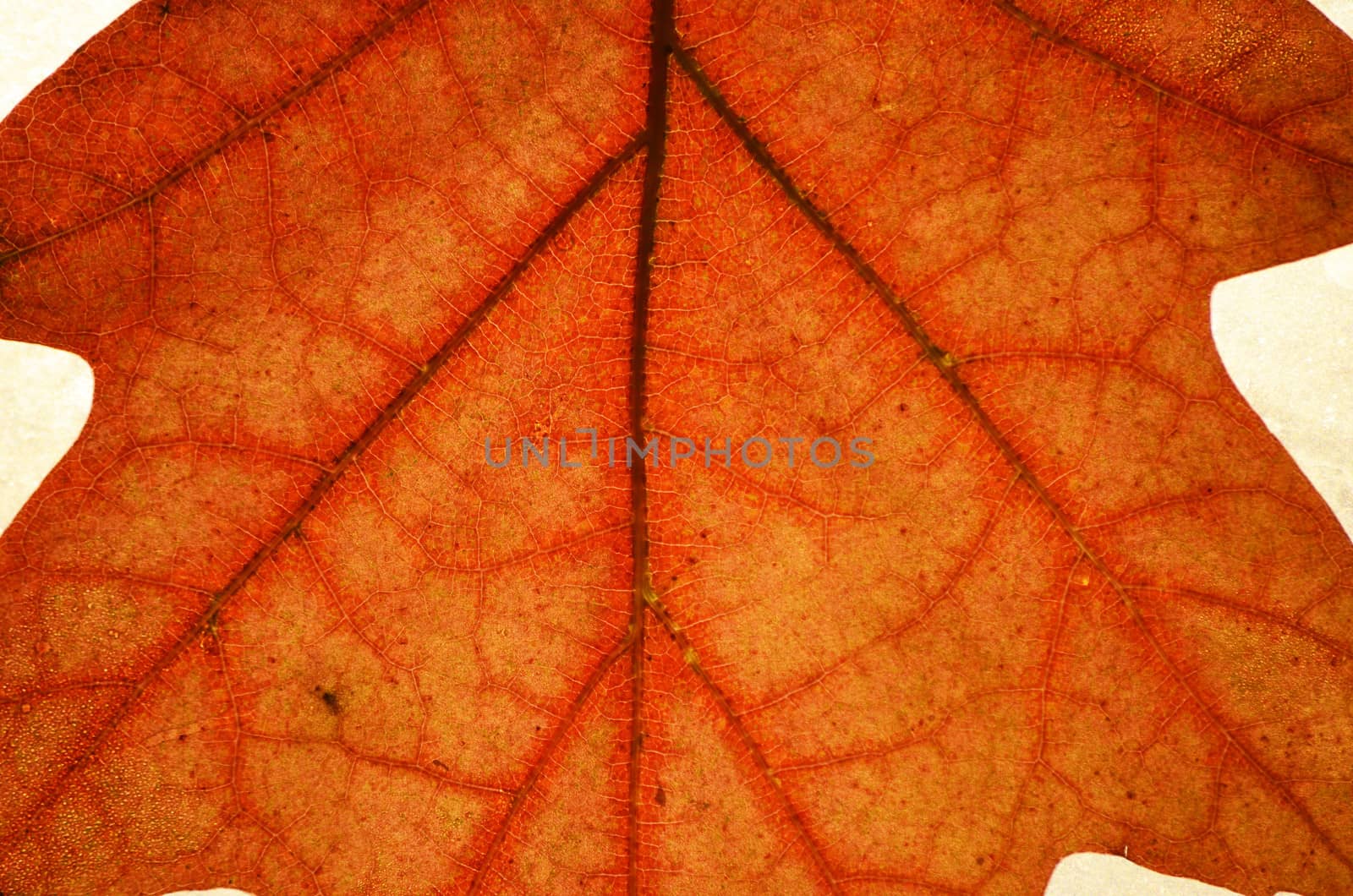 autumn leaf