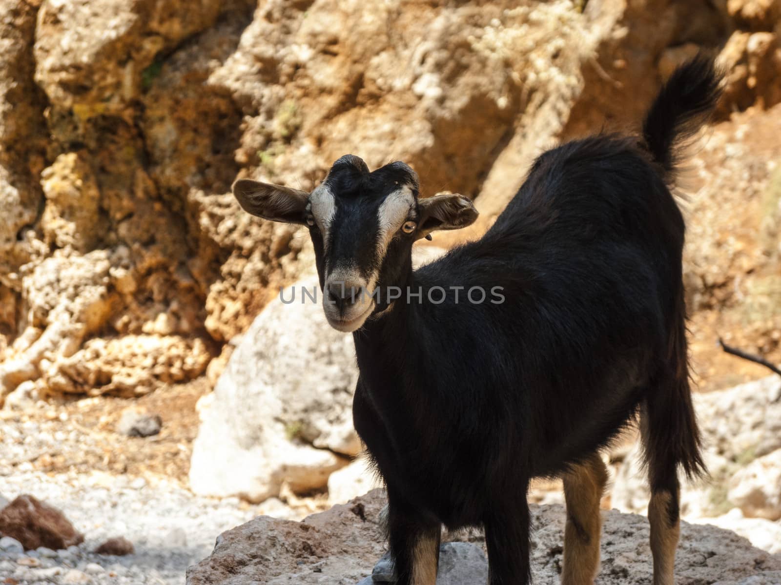 A Wild Goat free in the mountain