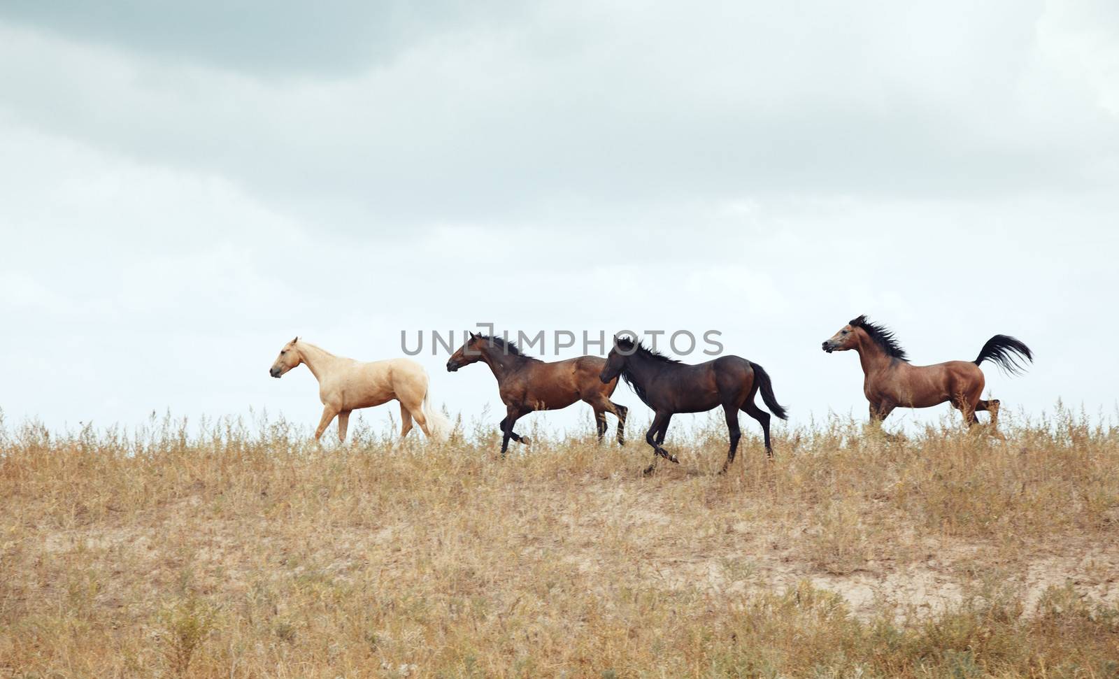 Four horses outdoors running in the steppe