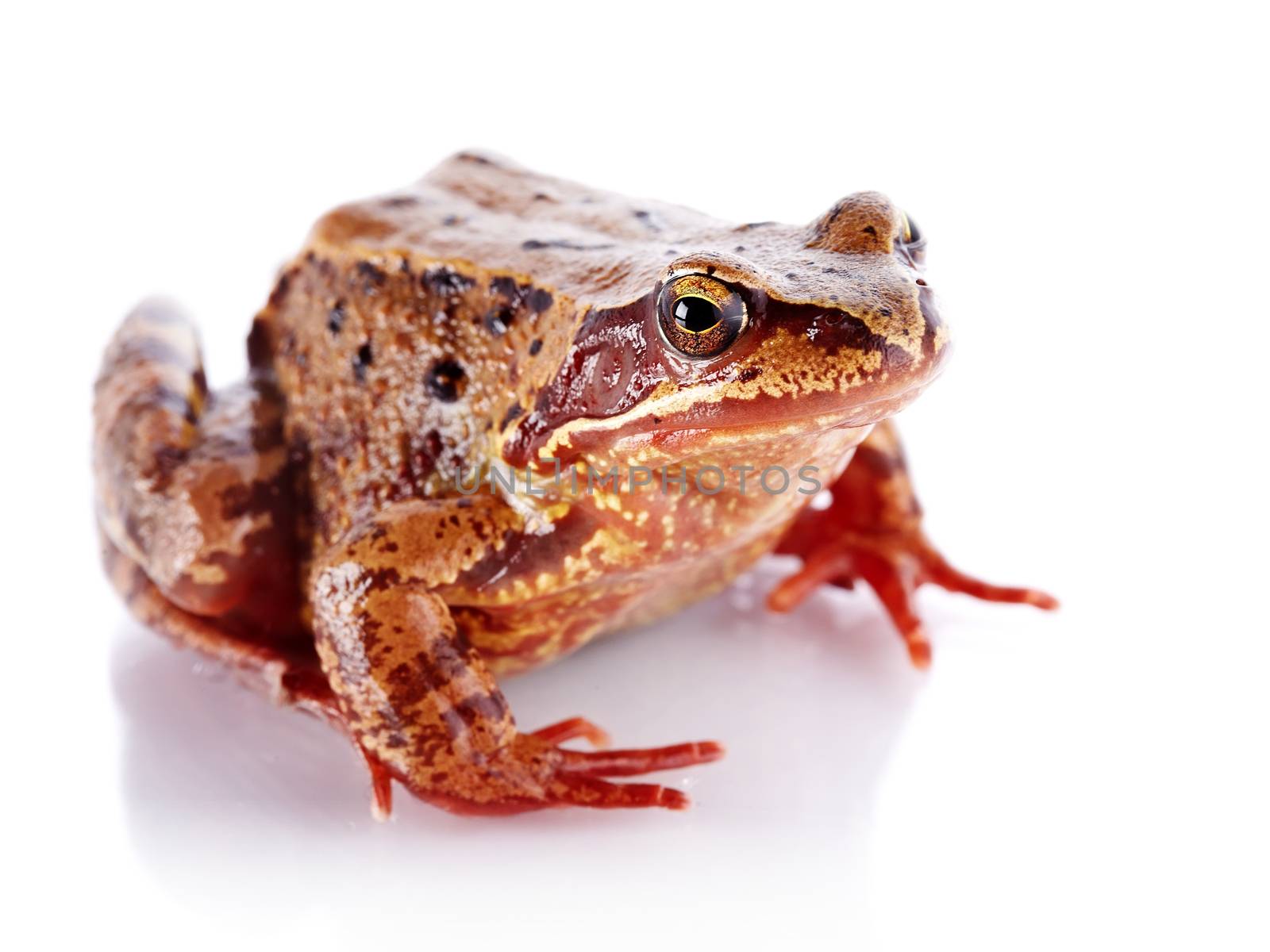 Common frog. Wet frog. Amphibian. Brown frog.