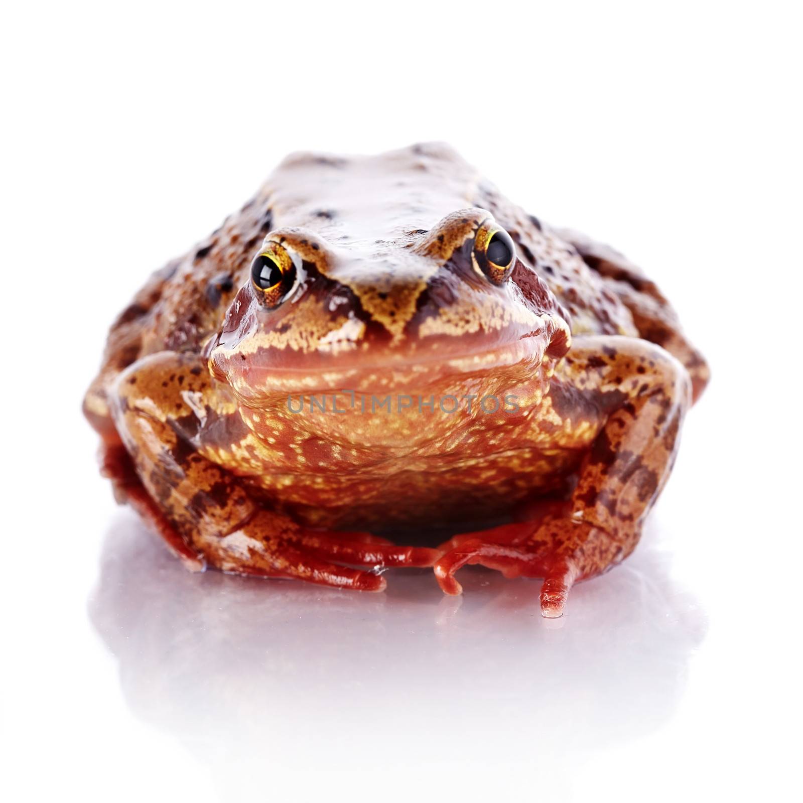 Common frog. Wet frog. Amphibian. Brown frog.